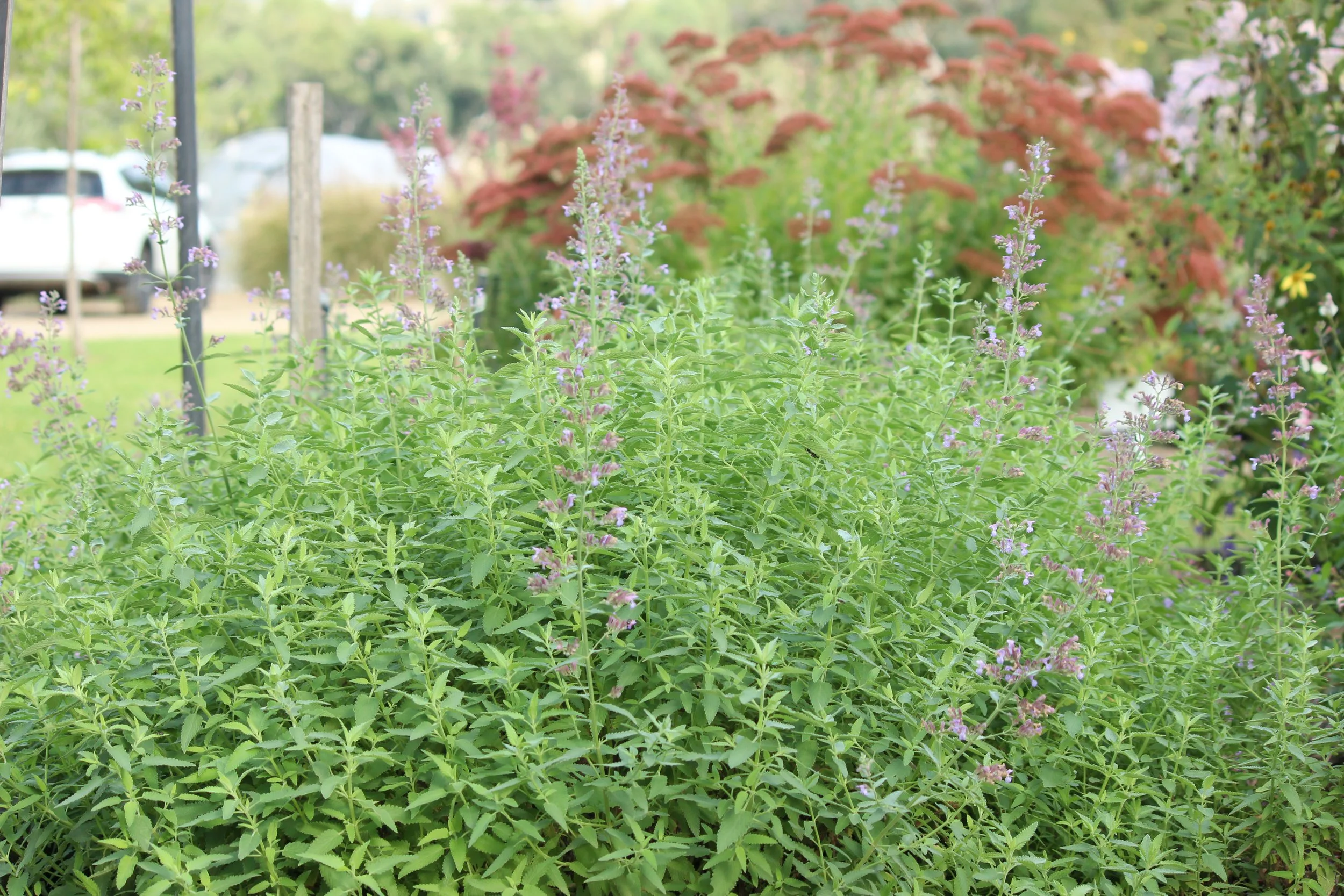 Nepeta Six Hills Giant