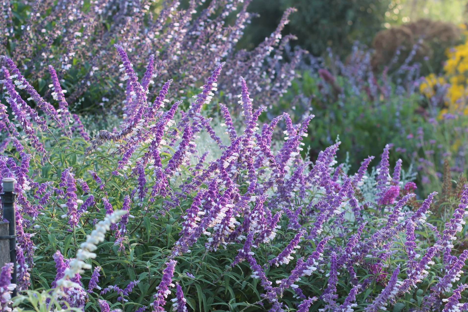 Close-up of purple flowering plants with small white flowers, outdoors in a garden.