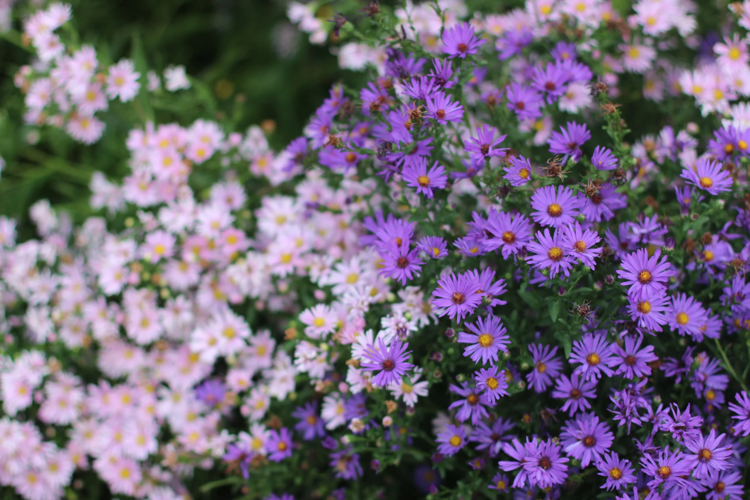 Cluster of pink and purple daisies with green foliage