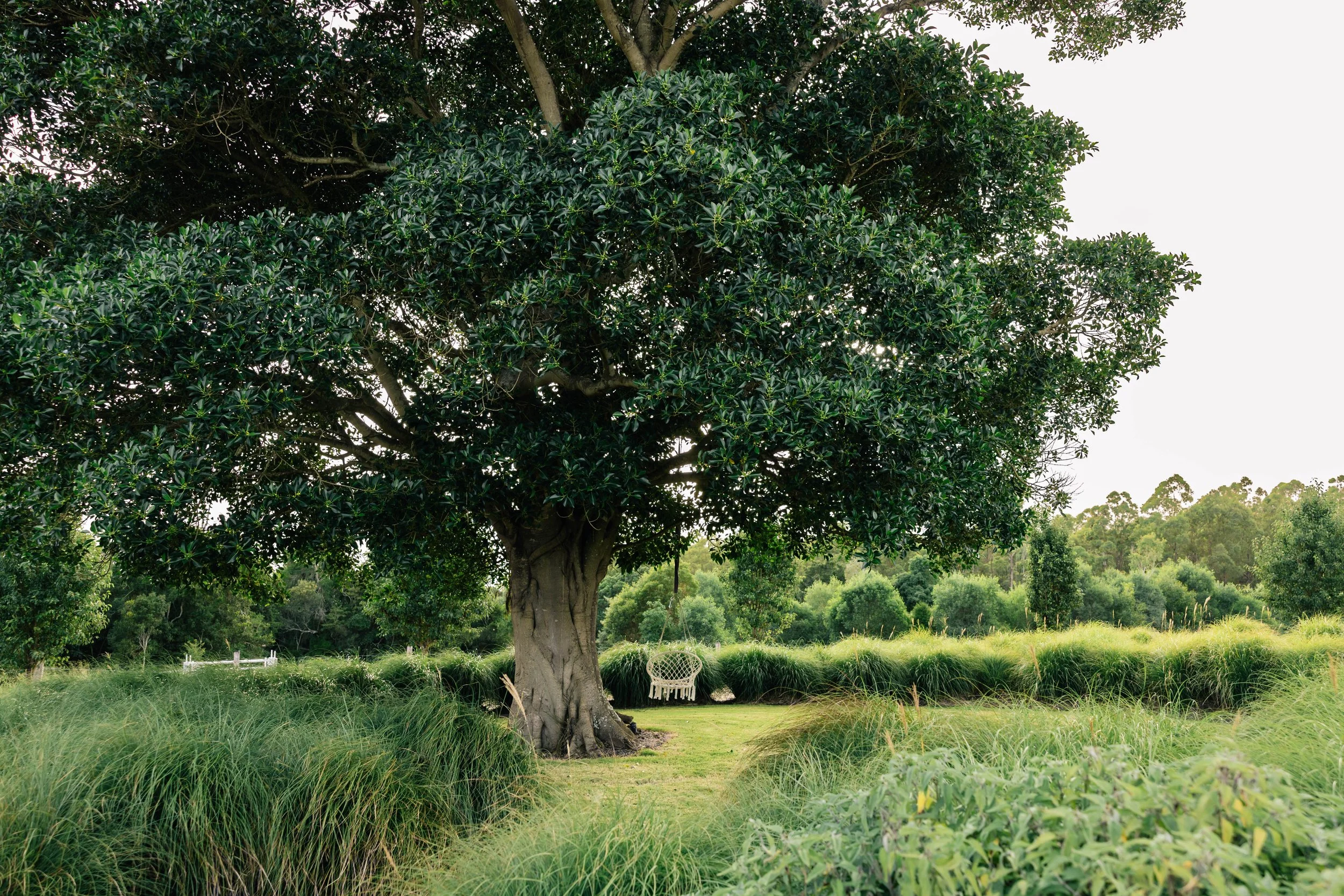 garden design, landscape design, country garden, naturalistic garden, perennials, ficus, swing in tree, mass planted grasses