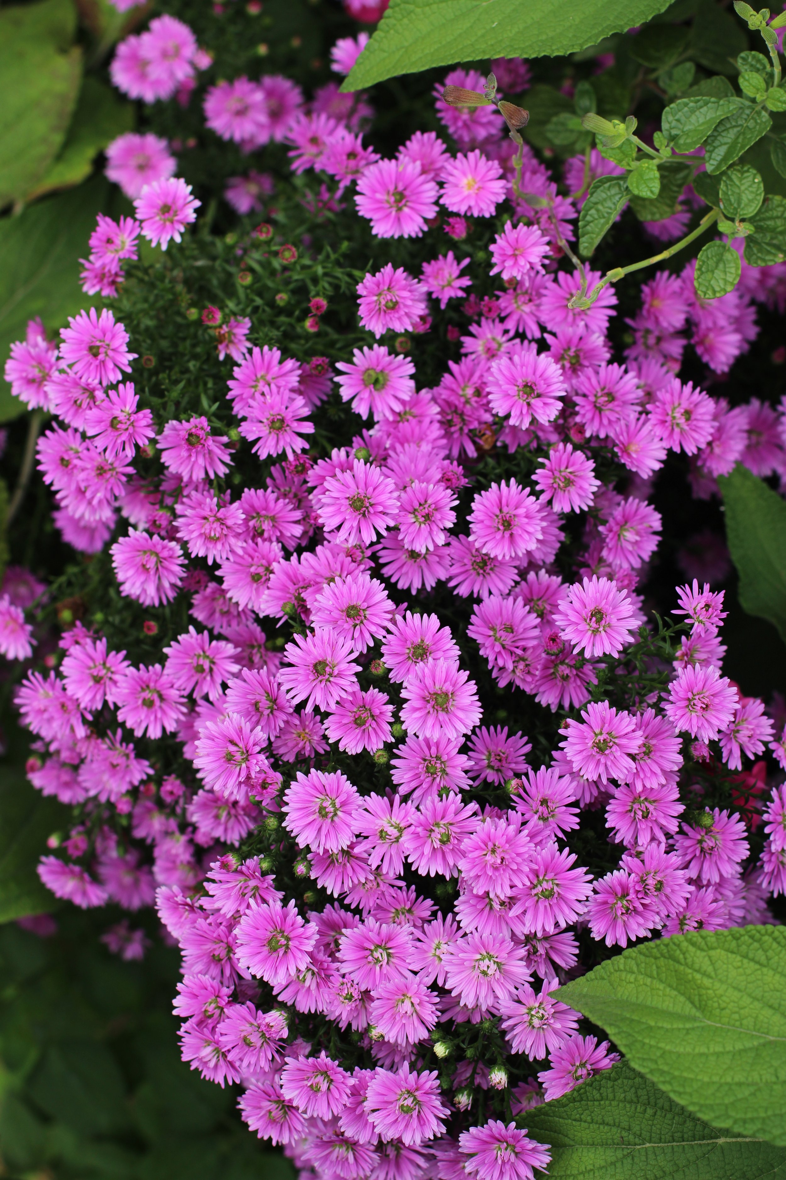 Close-up of a cluster of vibrant pink flowers with green leaves surrounding them.