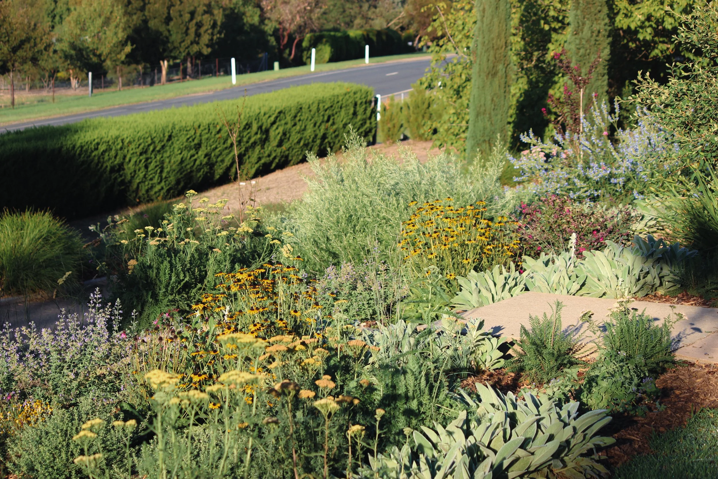 naturalistic garden design, rural garden, colourful perennial garden, crushed granite path, catmint, rudbeckia, perennial garden, landscape design, achillea