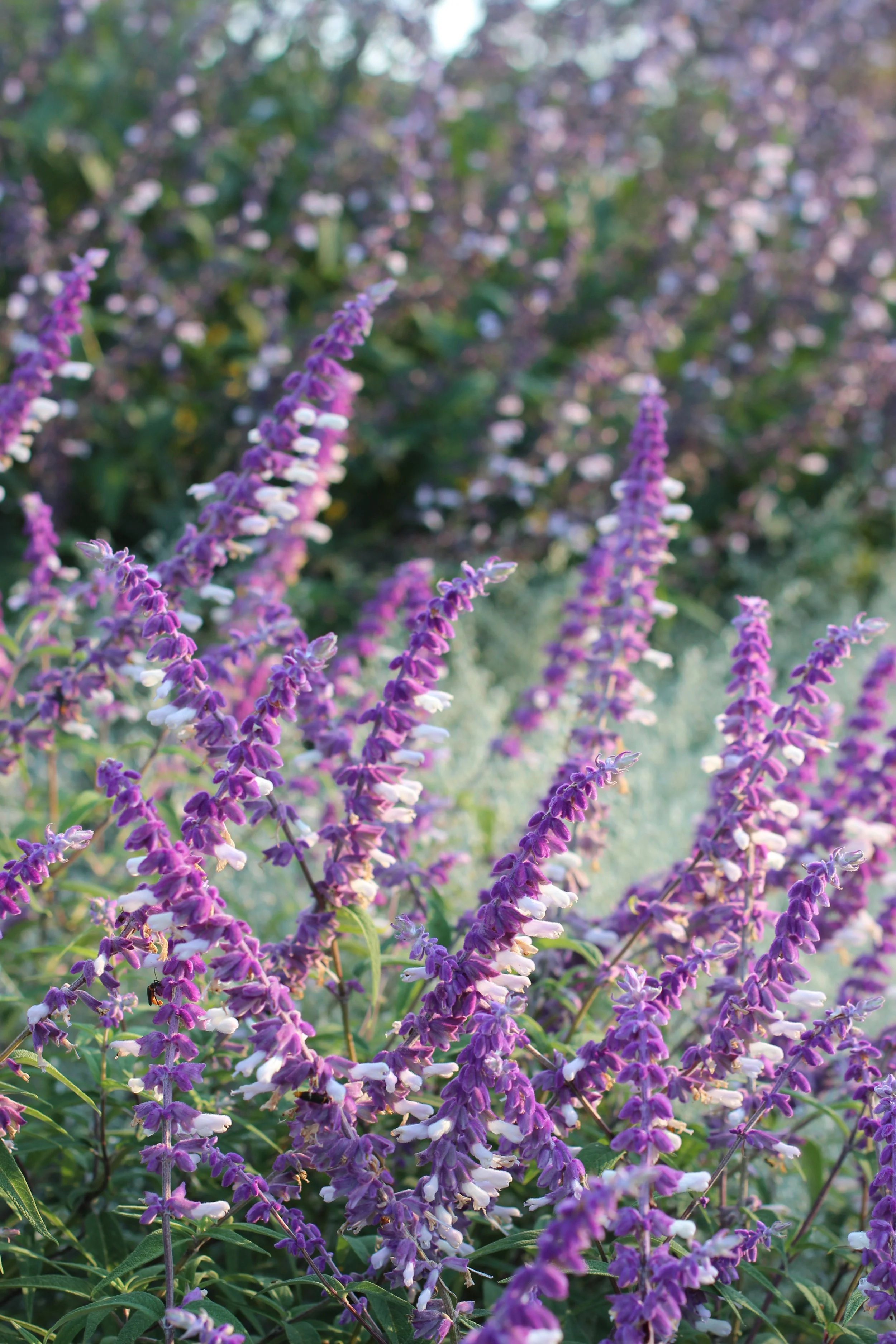 Close-up of purple flowering plants with small white flowers, outdoors in a garden.