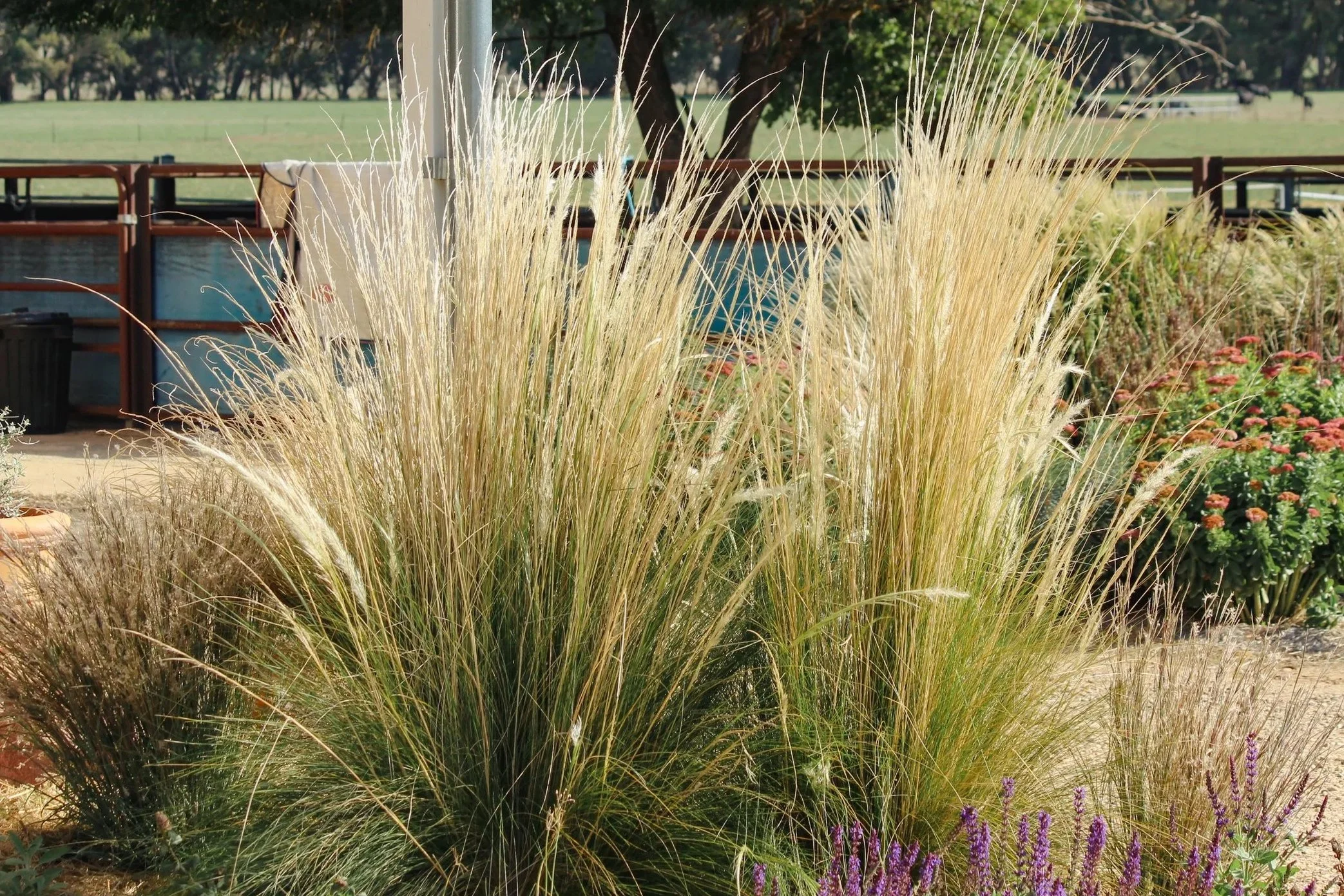 garden design, perennial nursery