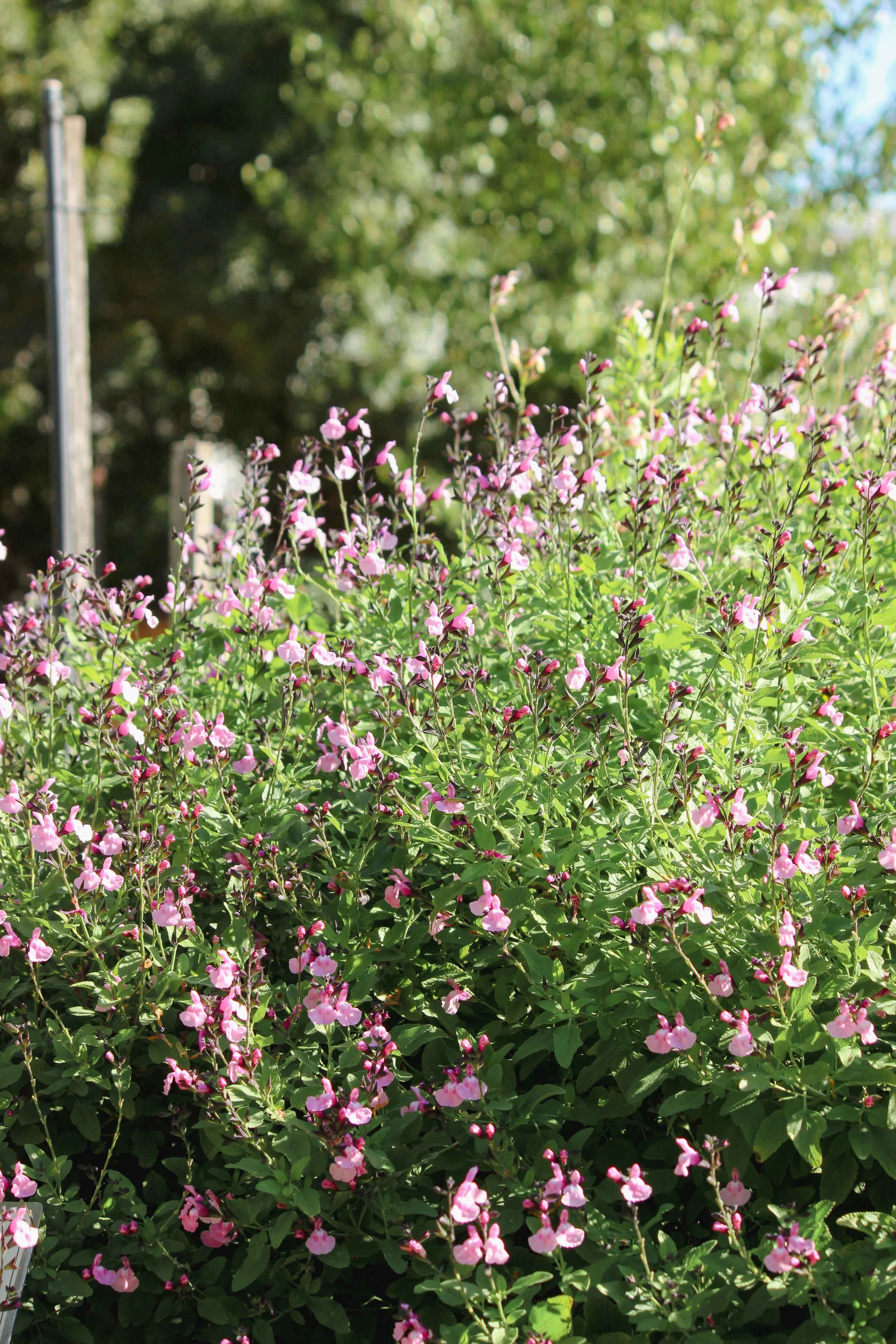 A lush garden filled with pink flowers and green foliage, with a blurred background of trees and a bright sky.