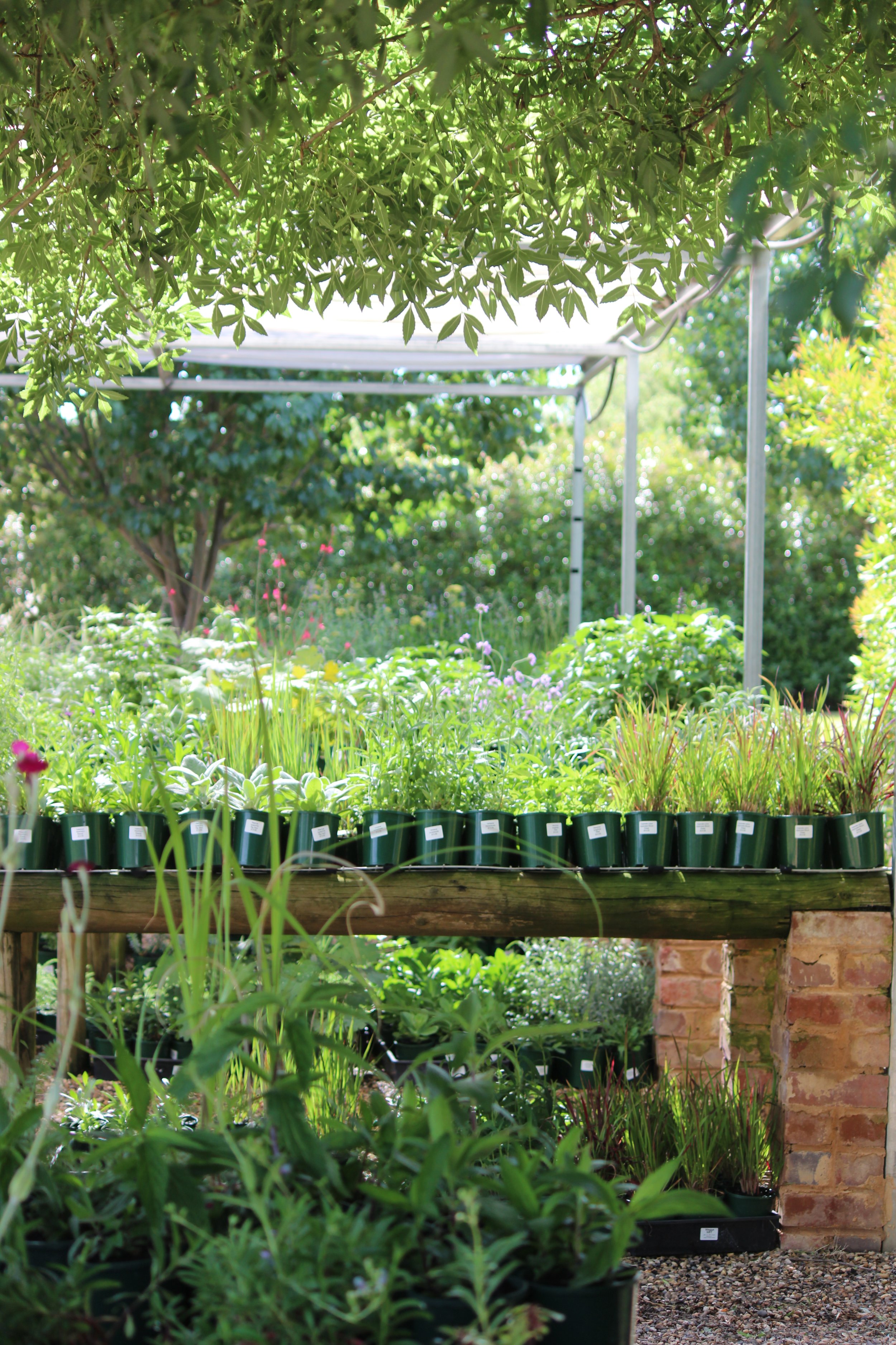 A garden nursery with plants on a wooden and brick stand, shaded by trees and a canopy, with various green plants and flowers in pots.