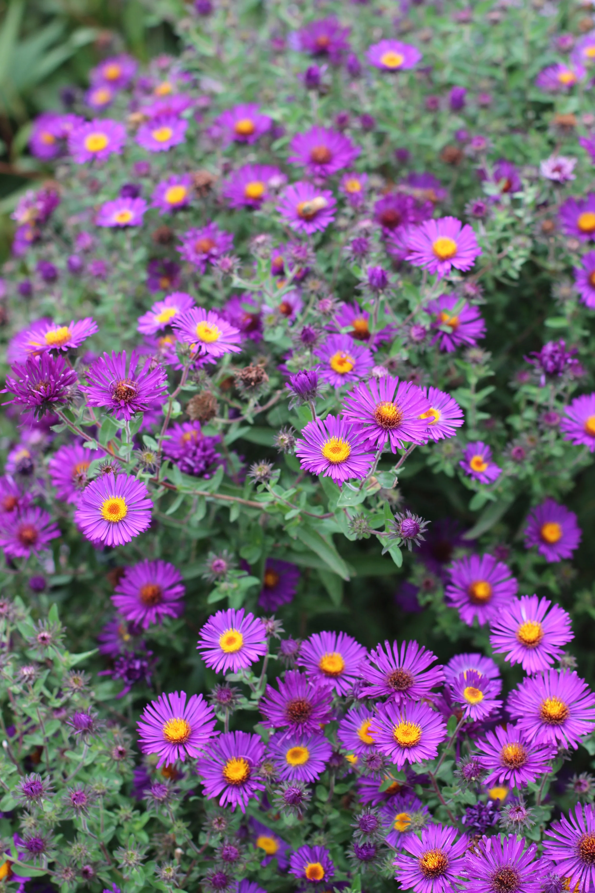 Purple and yellow flowers blooming in a garden.