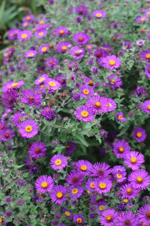 Aster 'Violetta' | Enhance Gardens Today – Shop Now — Ladysmith Park ...