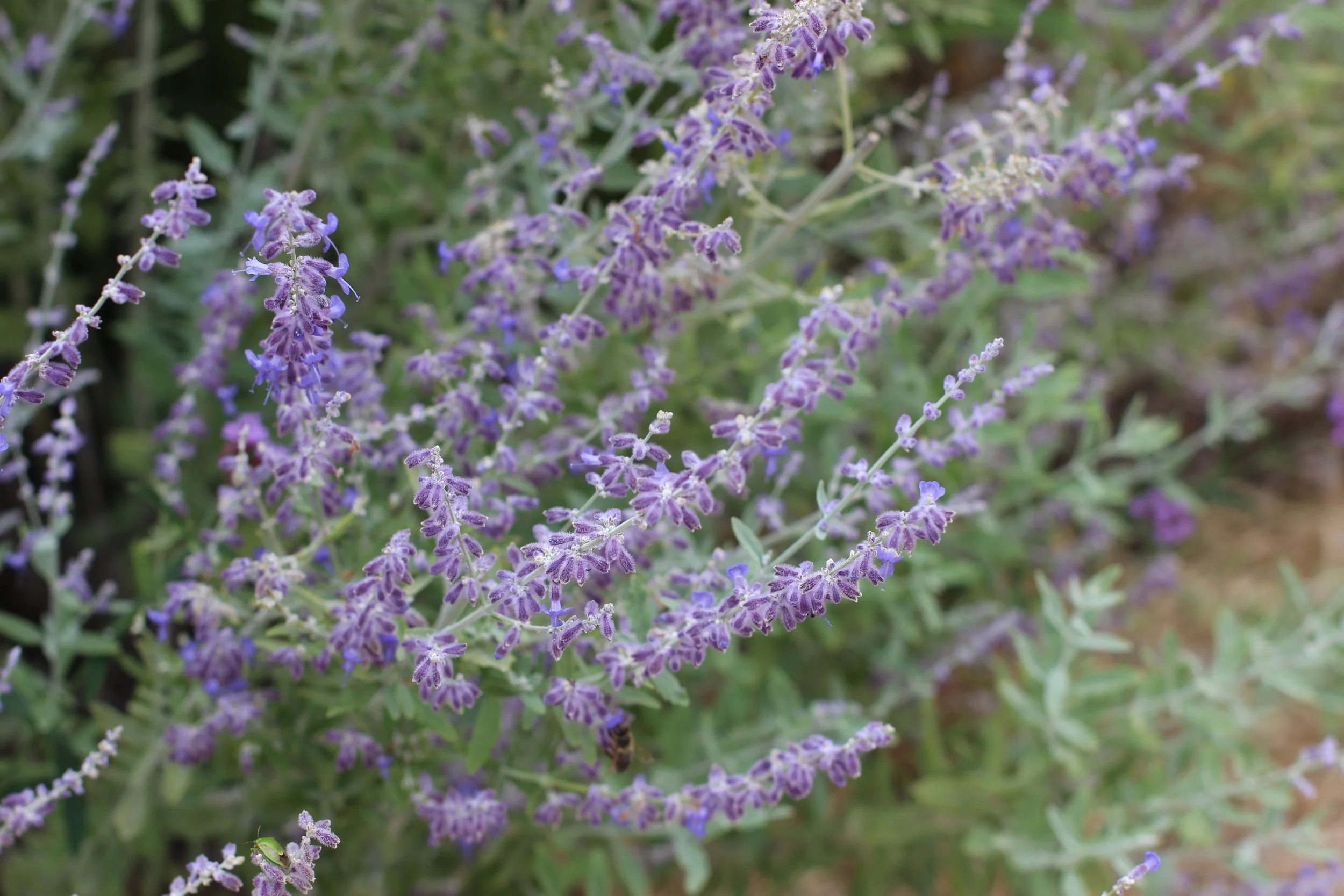 Purple flowering plant with thin, elongated clusters of small purple flowers and green leaves.