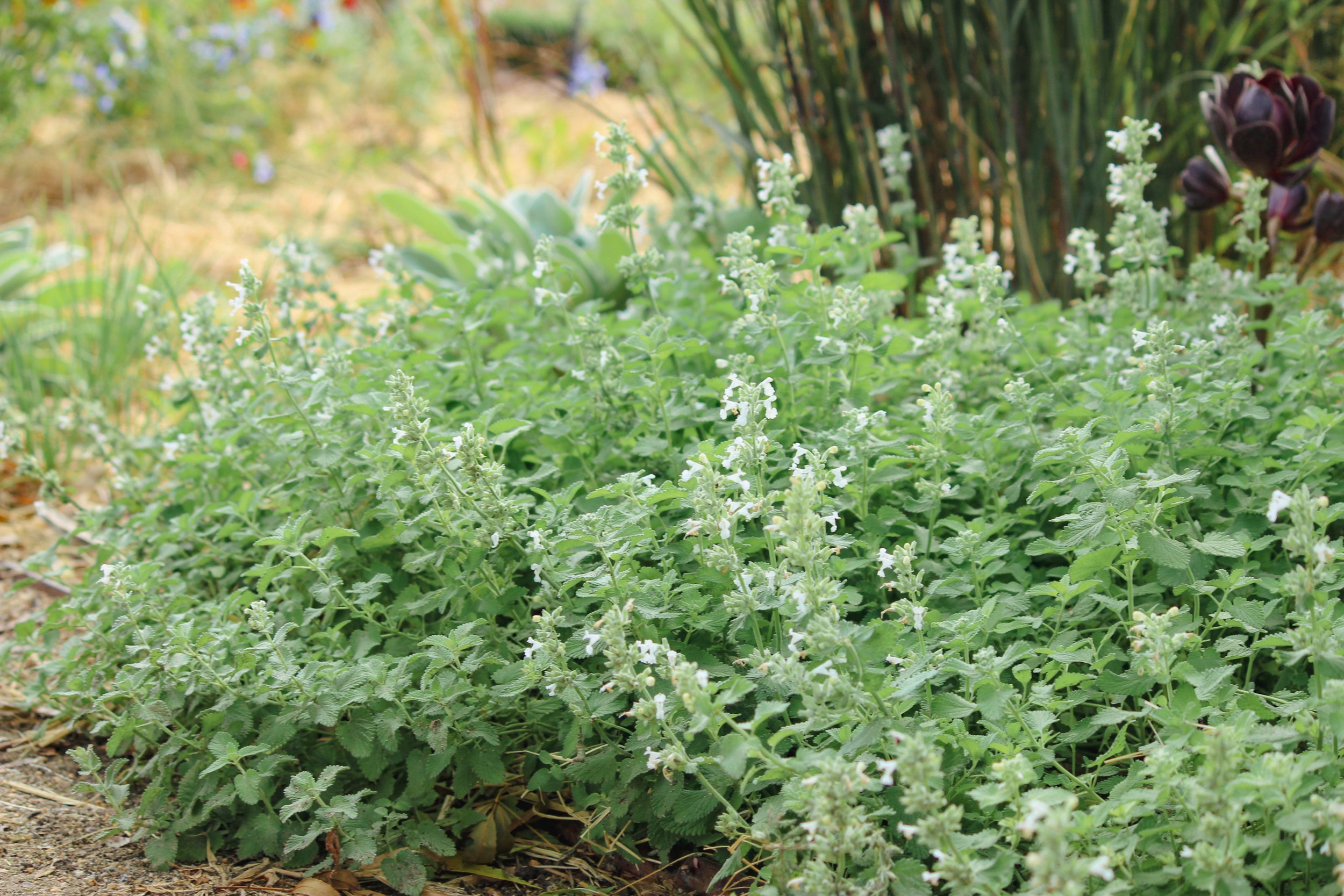 perennial nursery, garden design