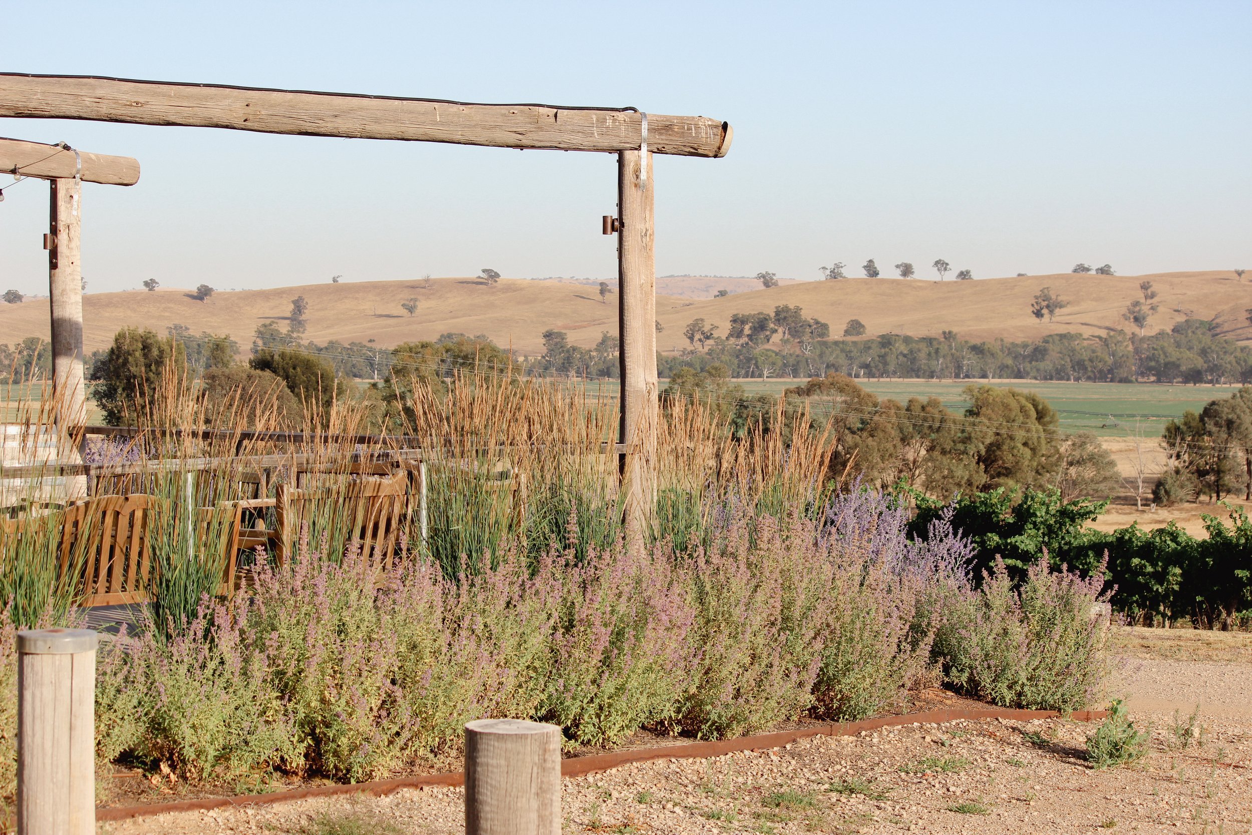 garden design, jardin, Russian sage, time frame, country garden, winery, Karl foerster, calamagrostis, rural garden