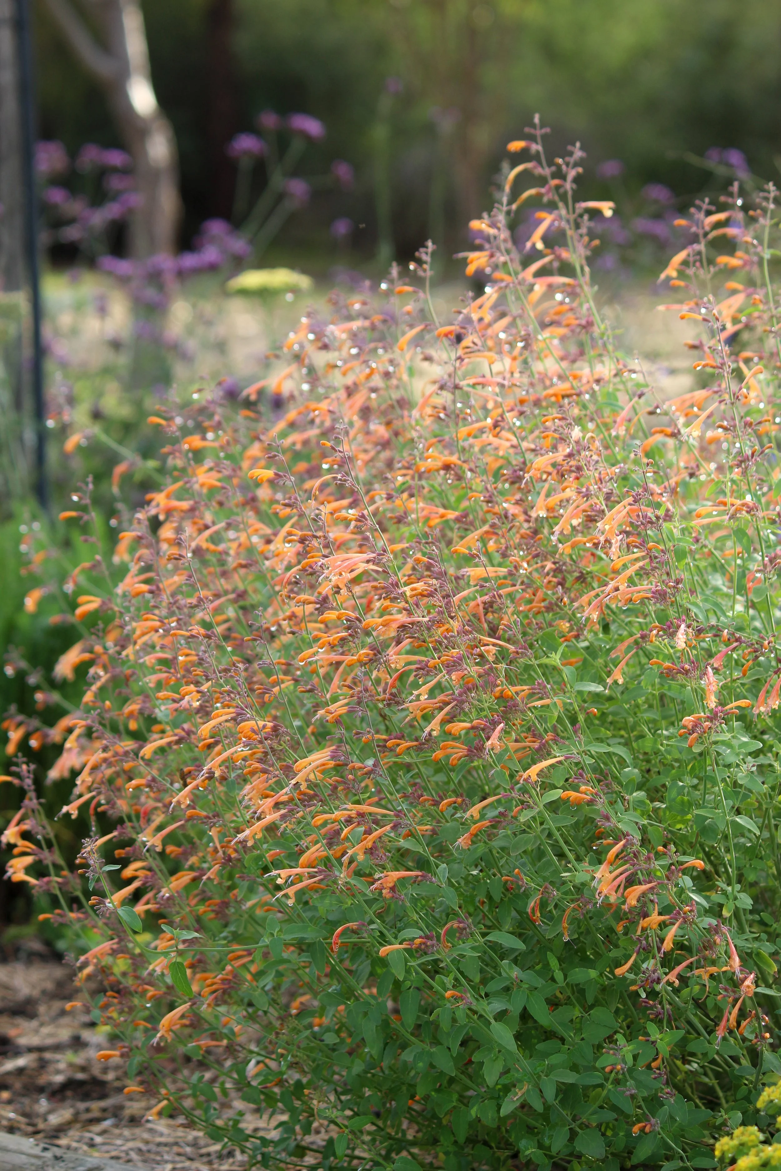 garden design, perennial nursery 
