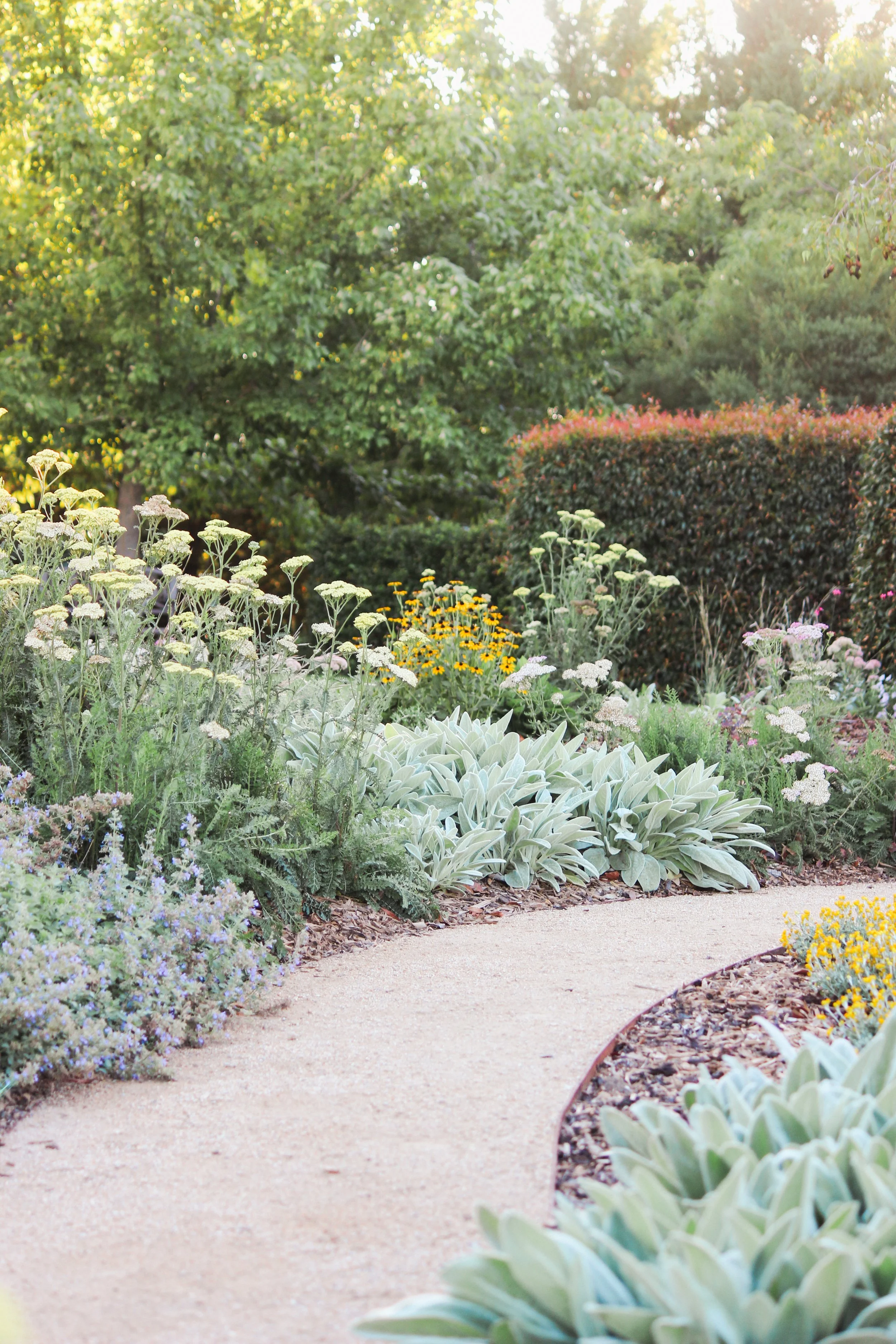 naturalistic garden design, rural garden, colourful perennial garden, crushed granite path, catmint, rudbeckia, perennial garden, landscape design, achillea, lambs ear