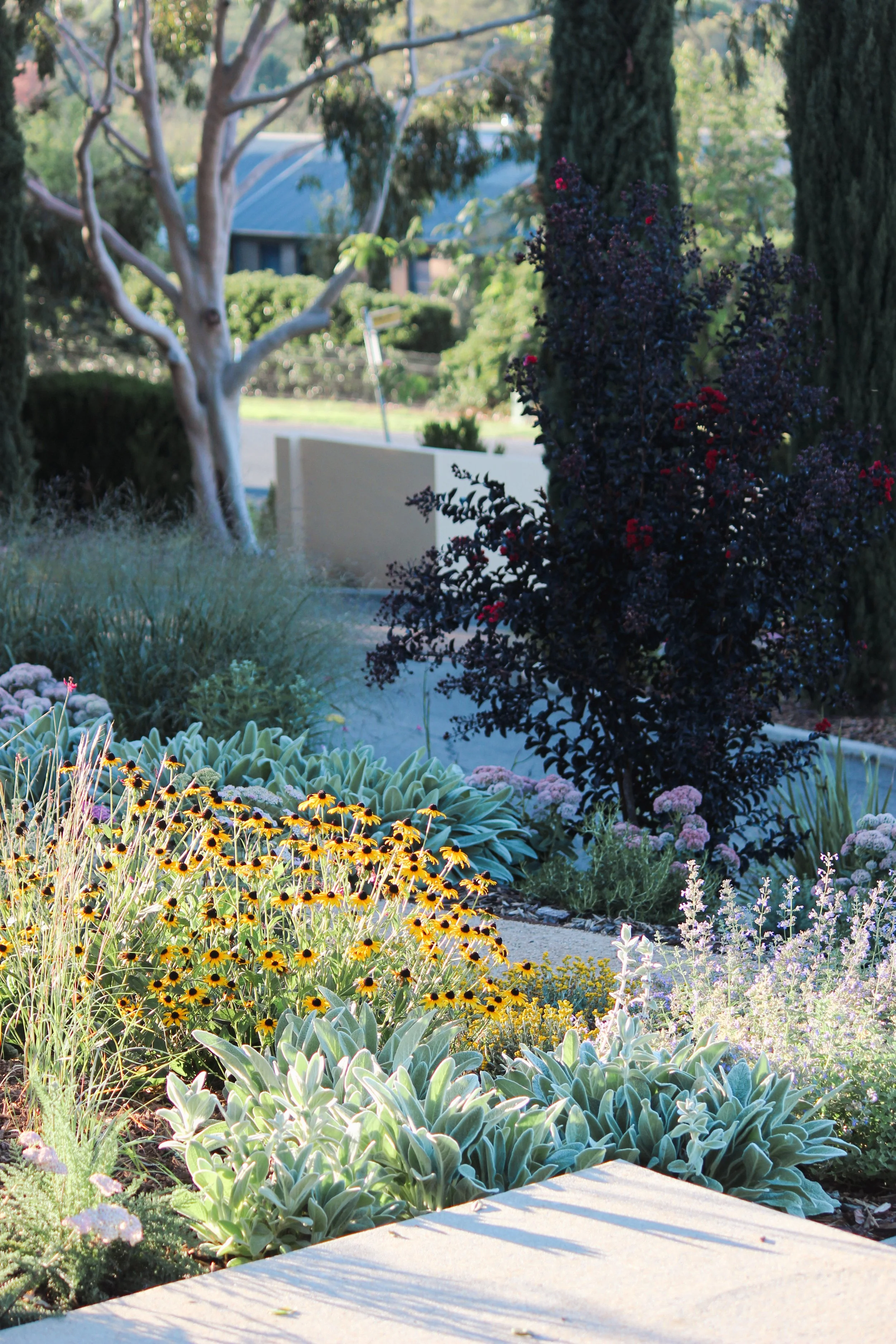 naturalistic garden design, rural garden, colourful perennial garden, crushed granite path, catmint, rudbeckia, perennial garden, landscape design, achillea
