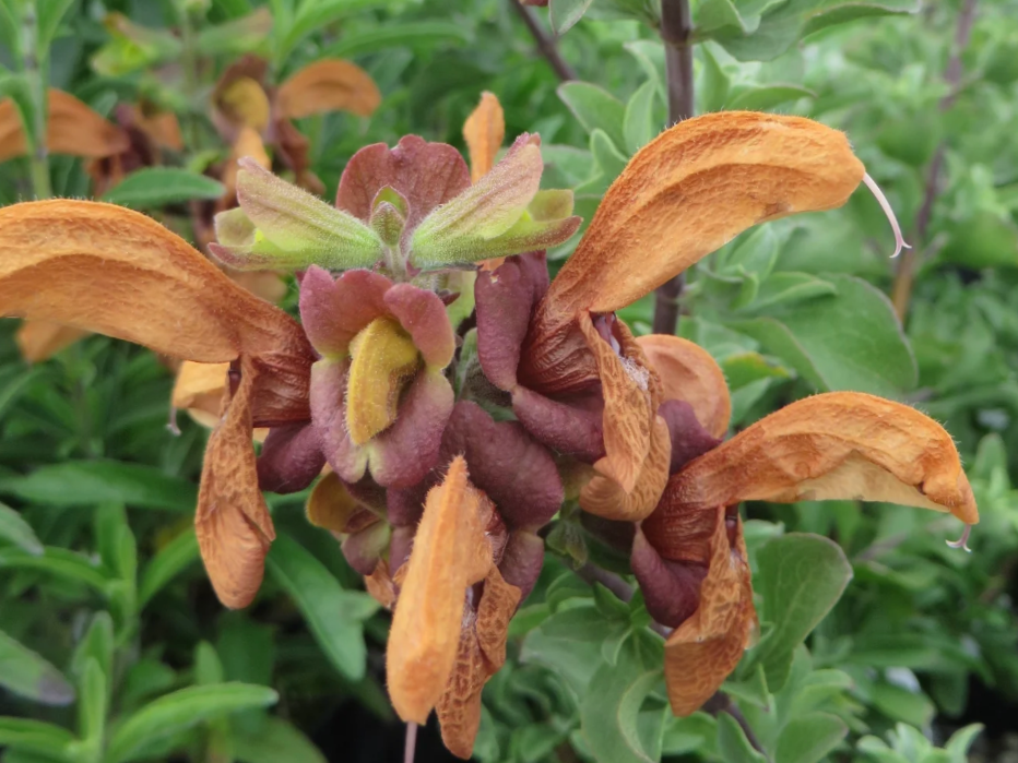 Salvia africana-lutea