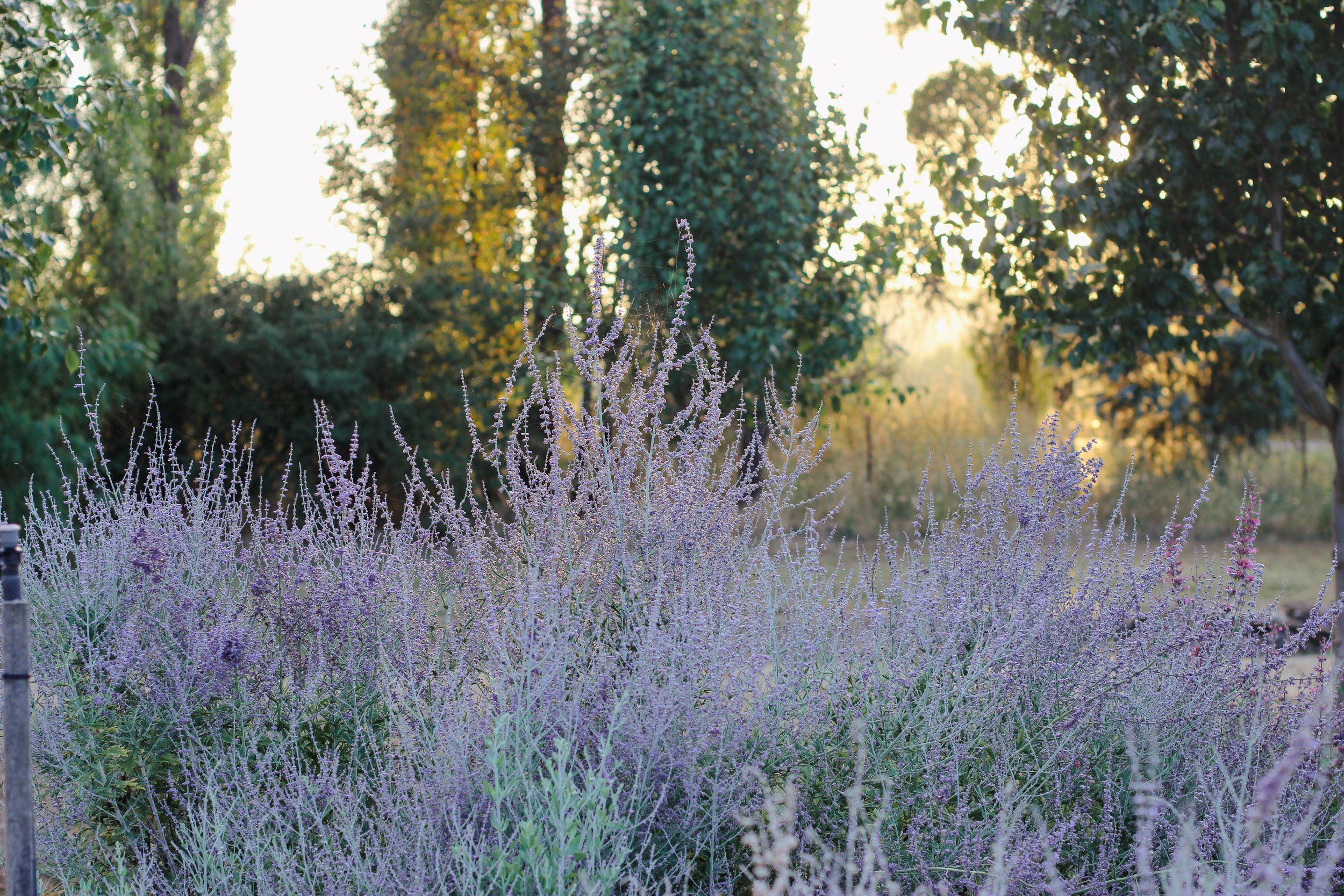 Salvia yangii - Russian Sage
