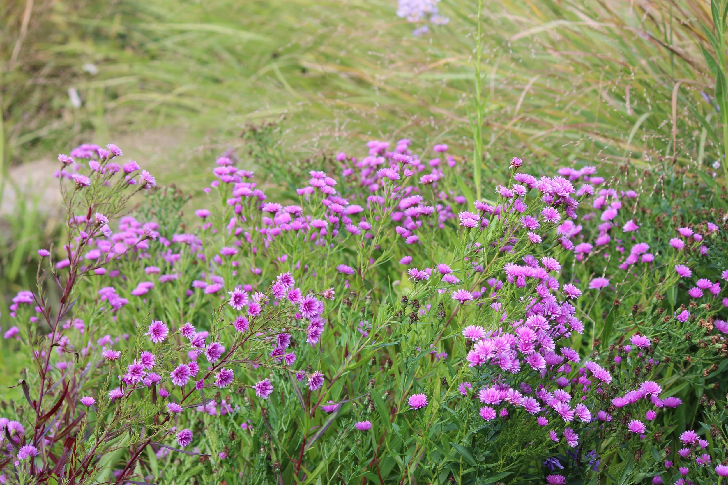 Close-up of a cluster of vibrant pink flowers with green leaves surrounding them.