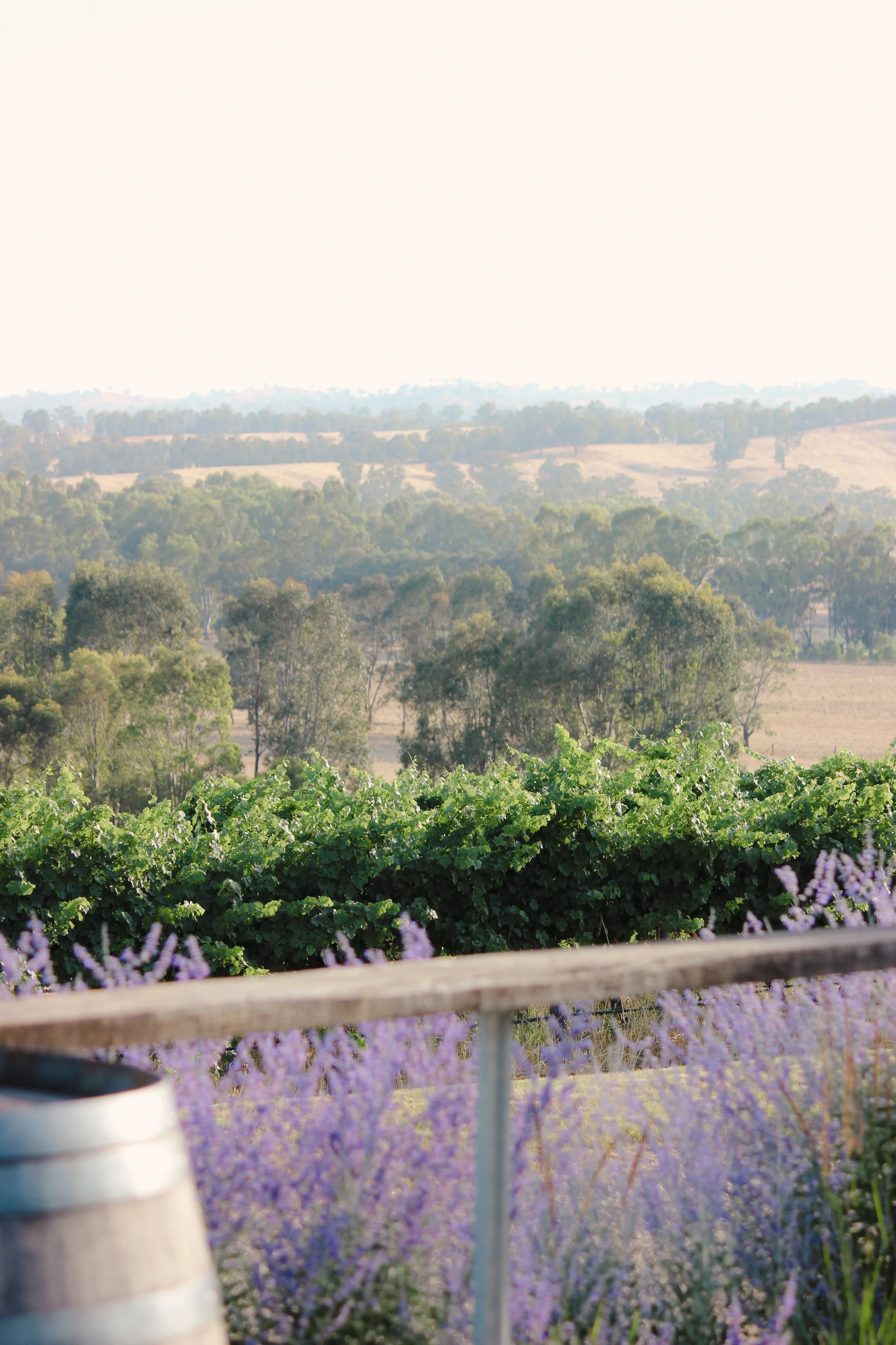 garden design, jardin, Russian sage, country garden, winery, Karl foerster, calamagrostis, rural garden