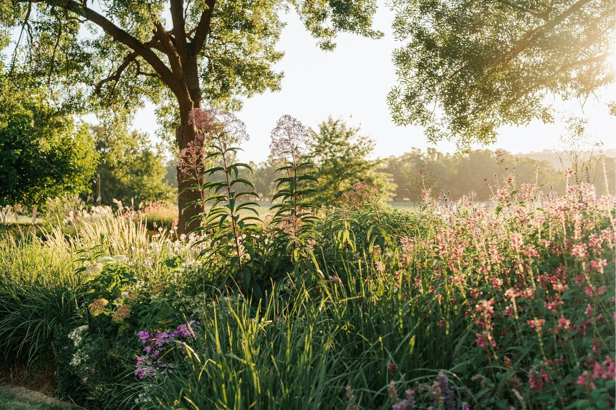 Eupatorium gateways, ornamental grasses, salvias and asters planted in a garden bed.