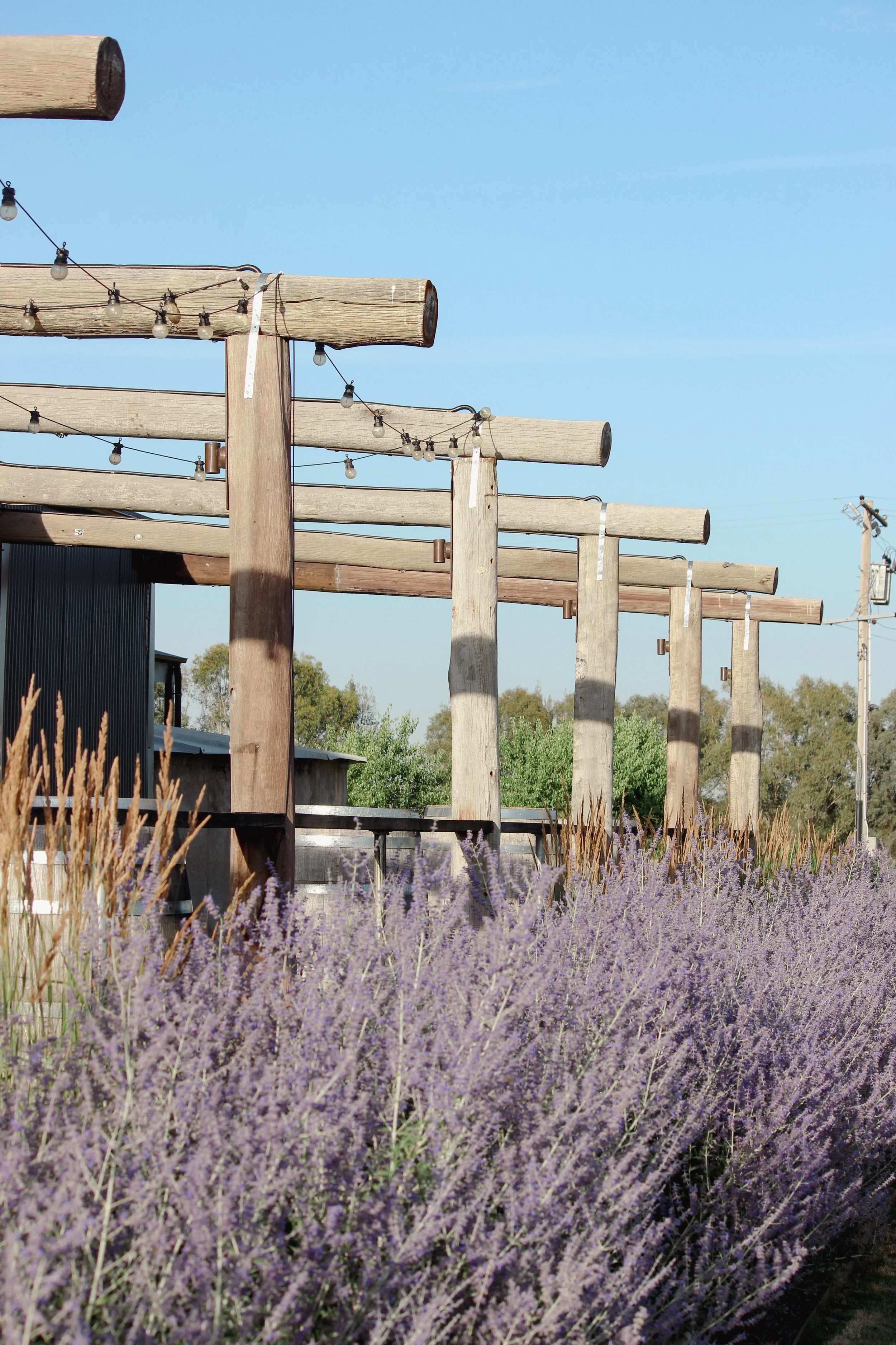 garden design, jardin, Russian sage, time frame, country garden
