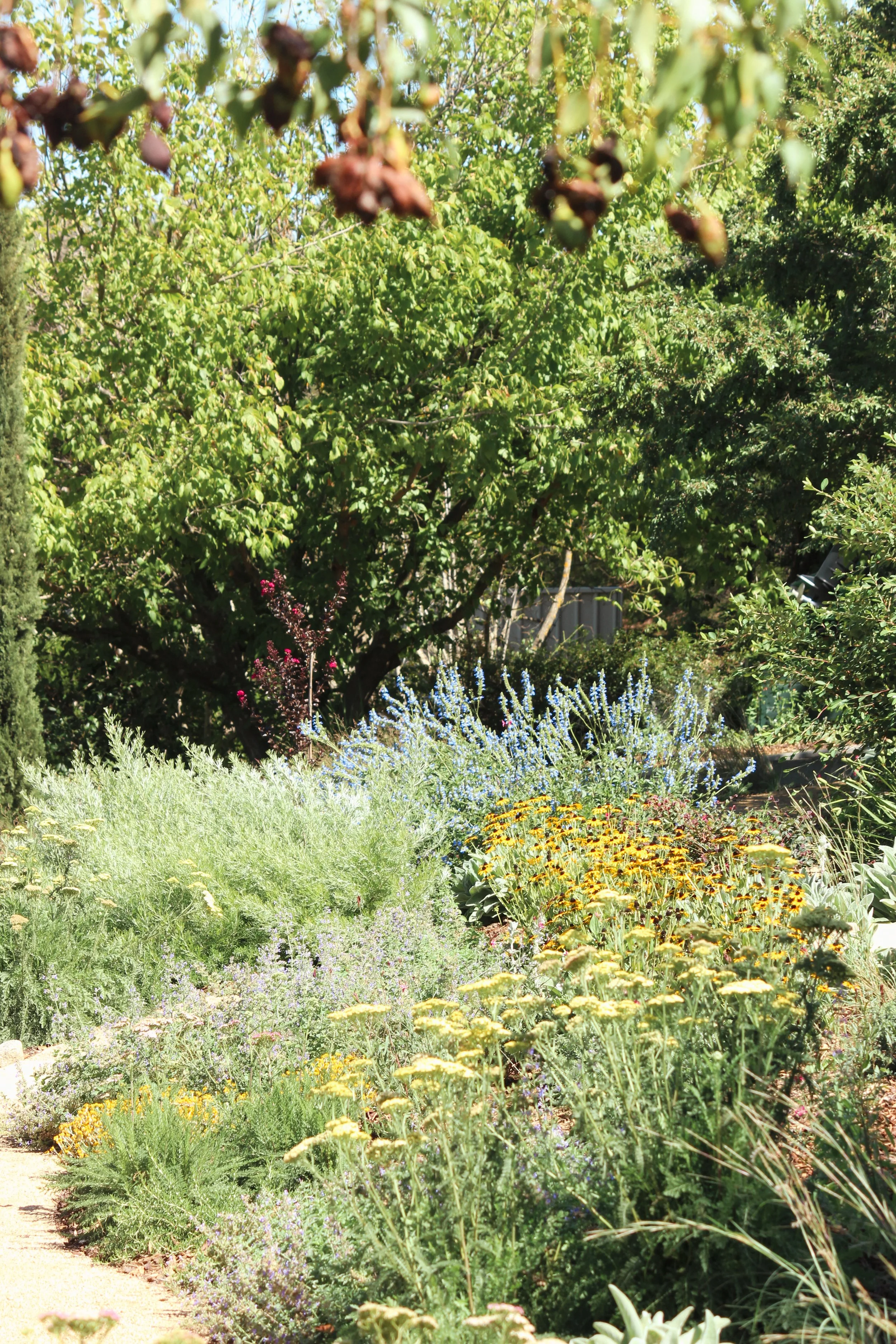 naturalistic garden design, rural garden, colourful perennial garden, crushed granite path, catmint, rudbeckia, perennial garden, landscape design, achillea