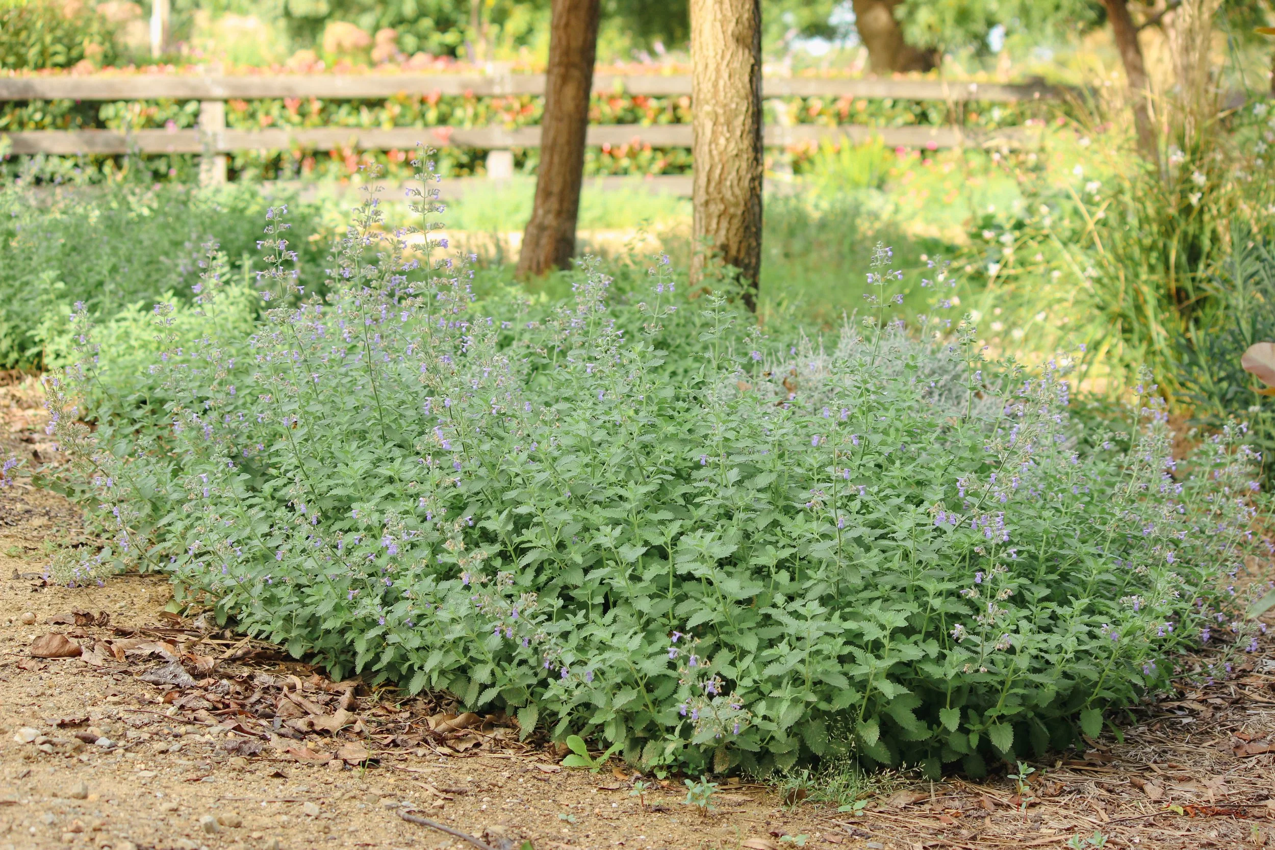 Nepeta x faassenii - Catmint