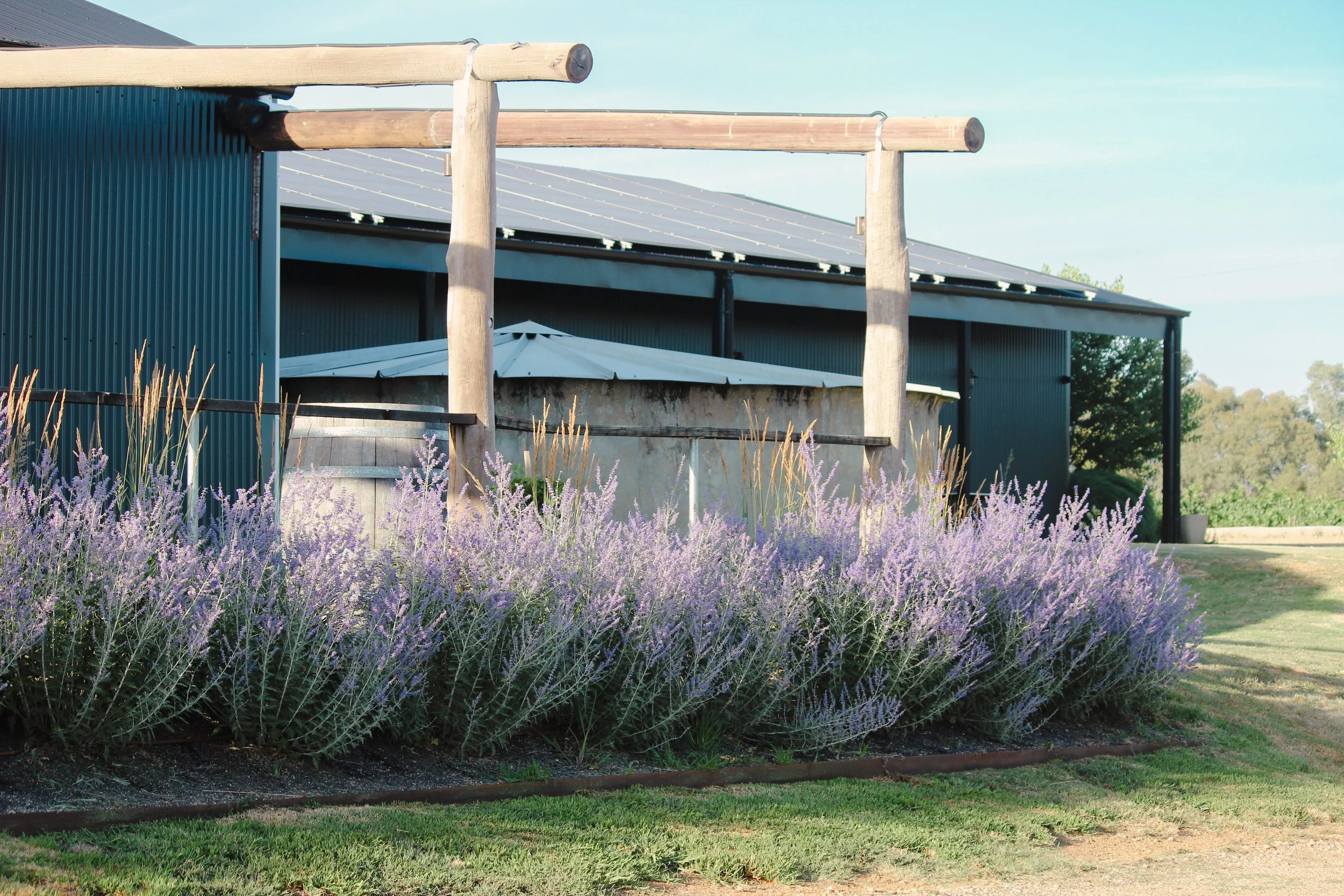 garden design, jardin, Russian sage, snow pear, country garden, winery, Karl foerster, calamagrostis, rural garden