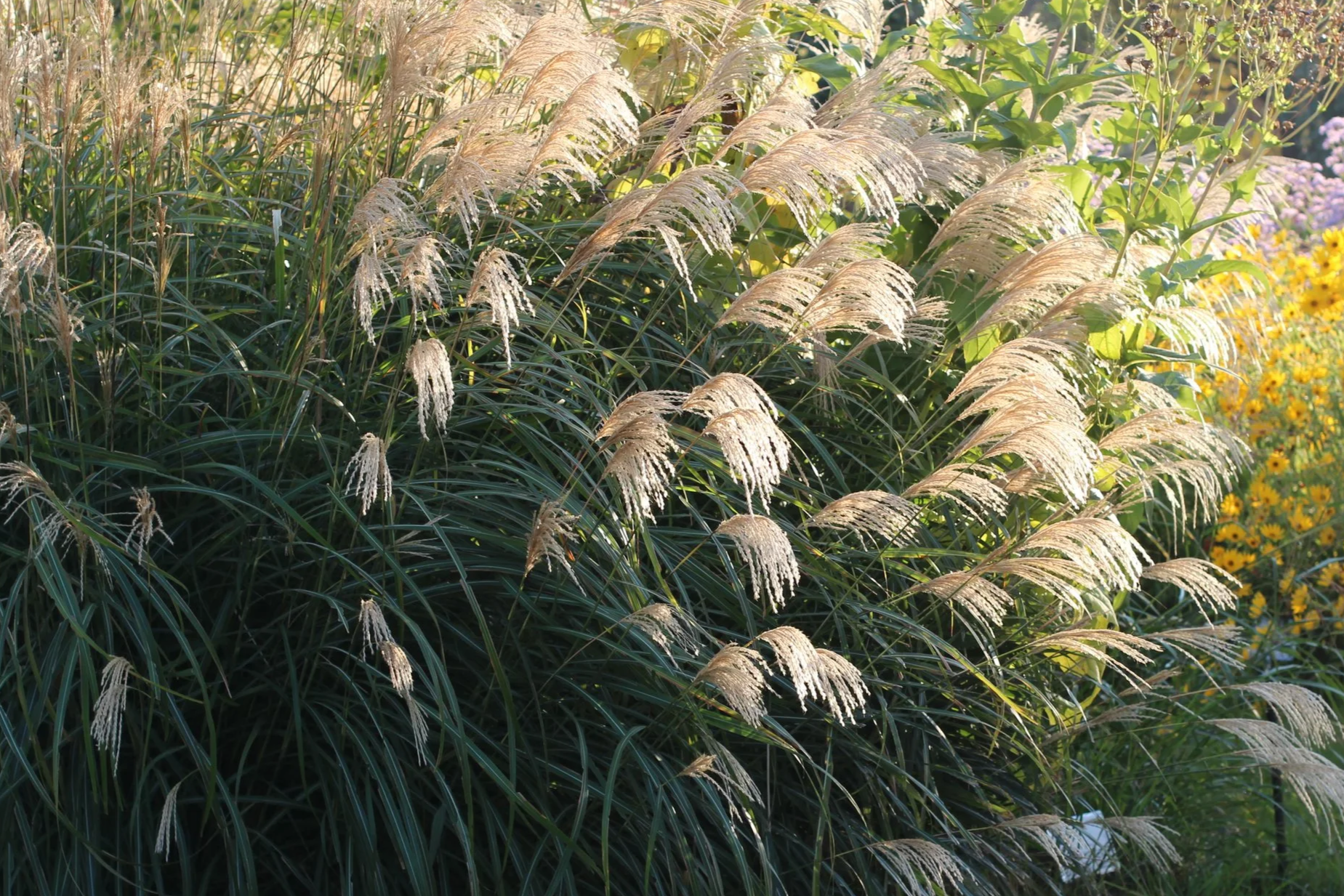 Miscanthus transmorrisonensis