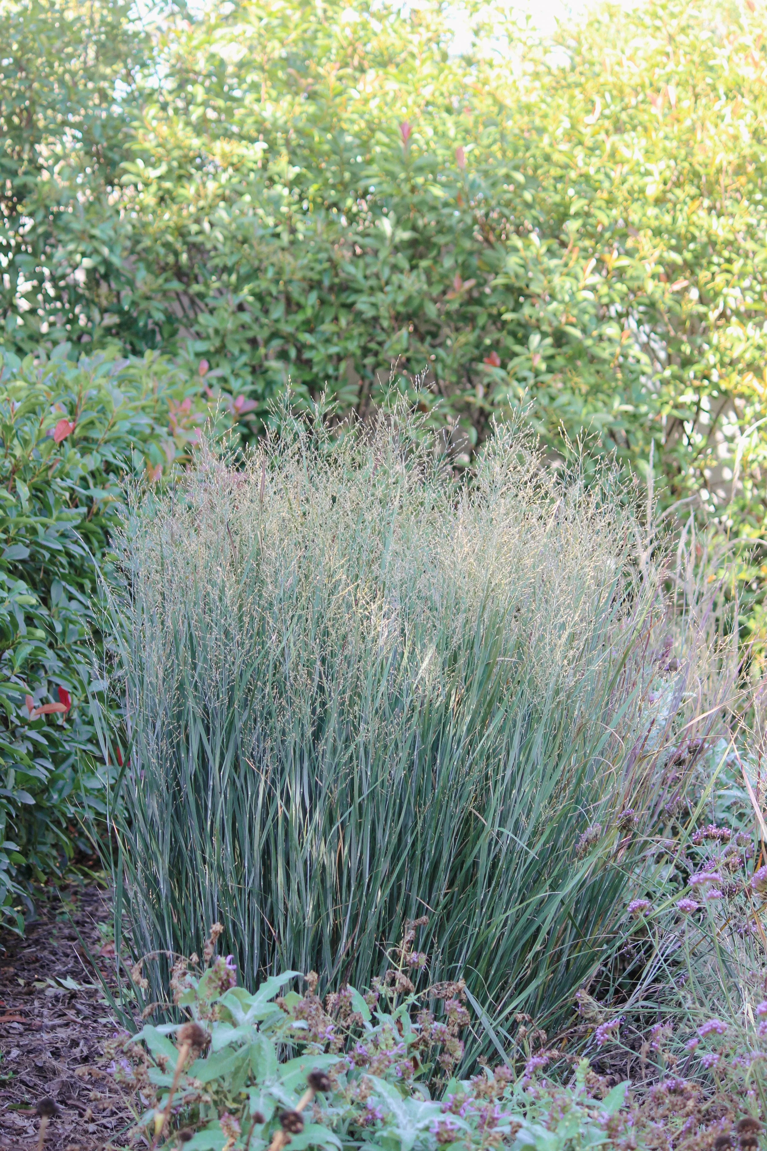Panicum Heavy Metal