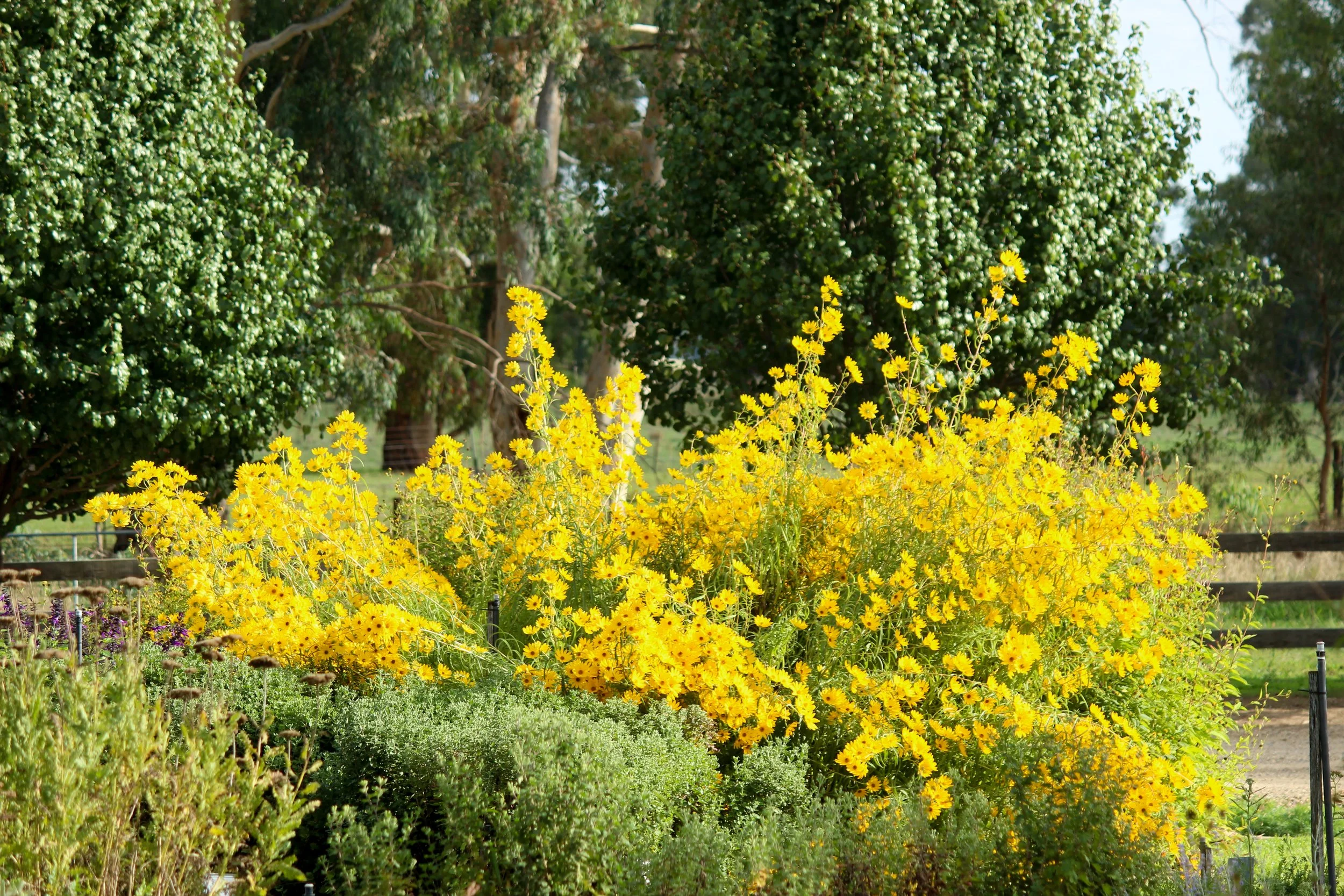 Close-up of a large bush with bright yellow flowers, possibly sunflowers or daisies, blooming in a garden setting.