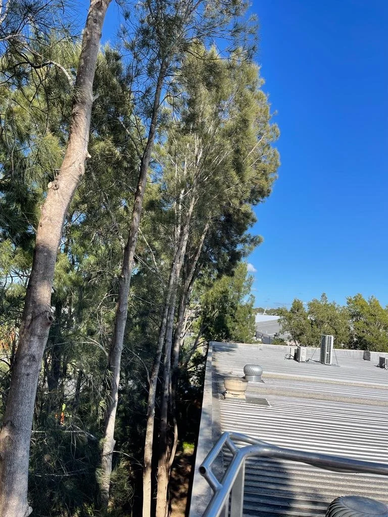 Trees with green foliage next to a metal roof under a clear blue sky.