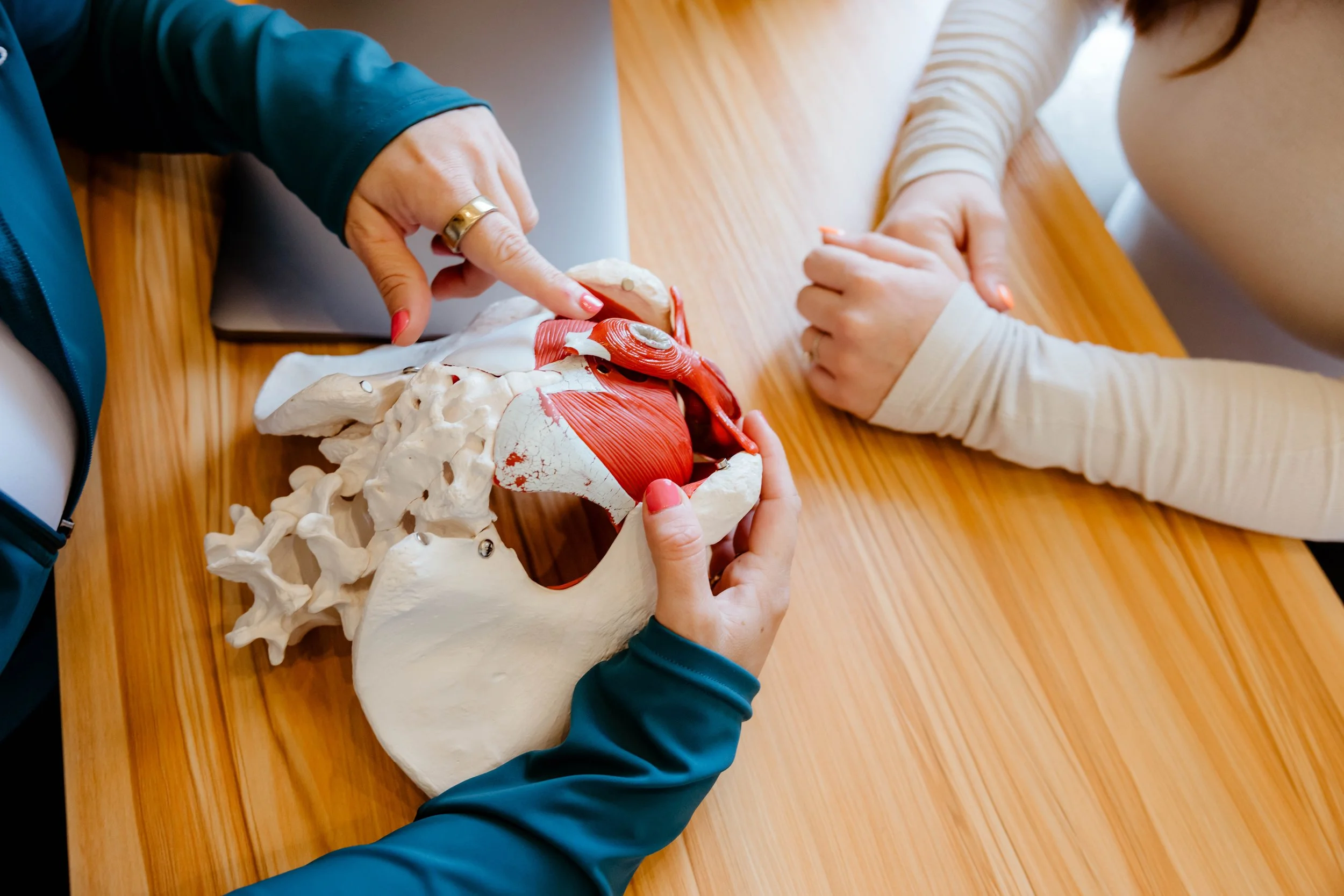 A pelvic floor therapist showing the muscles to a pregnant woman in her petaluma pelvic floor therapy clinic