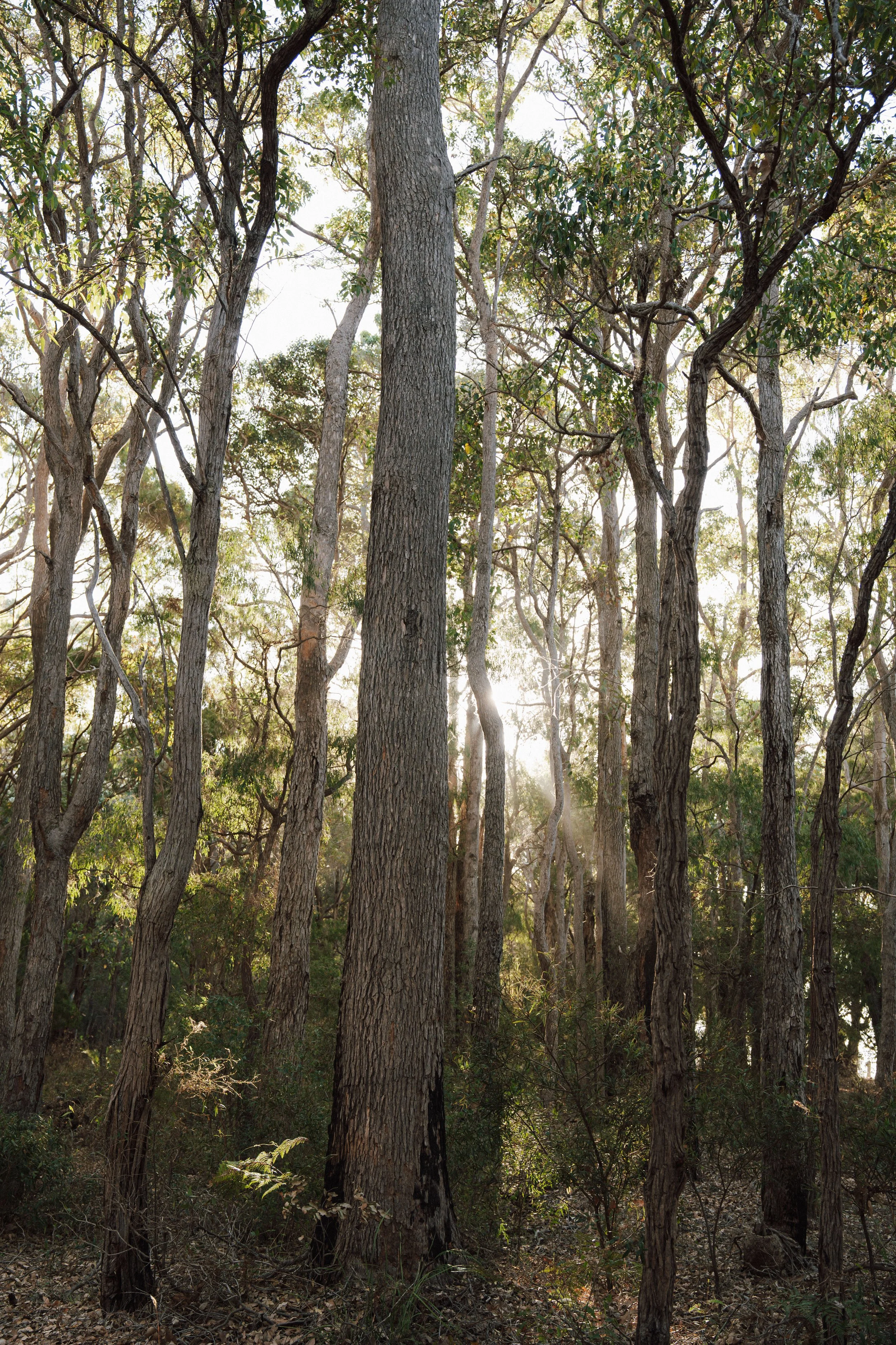 Georgia + Lachie's Gallery-288.JPG