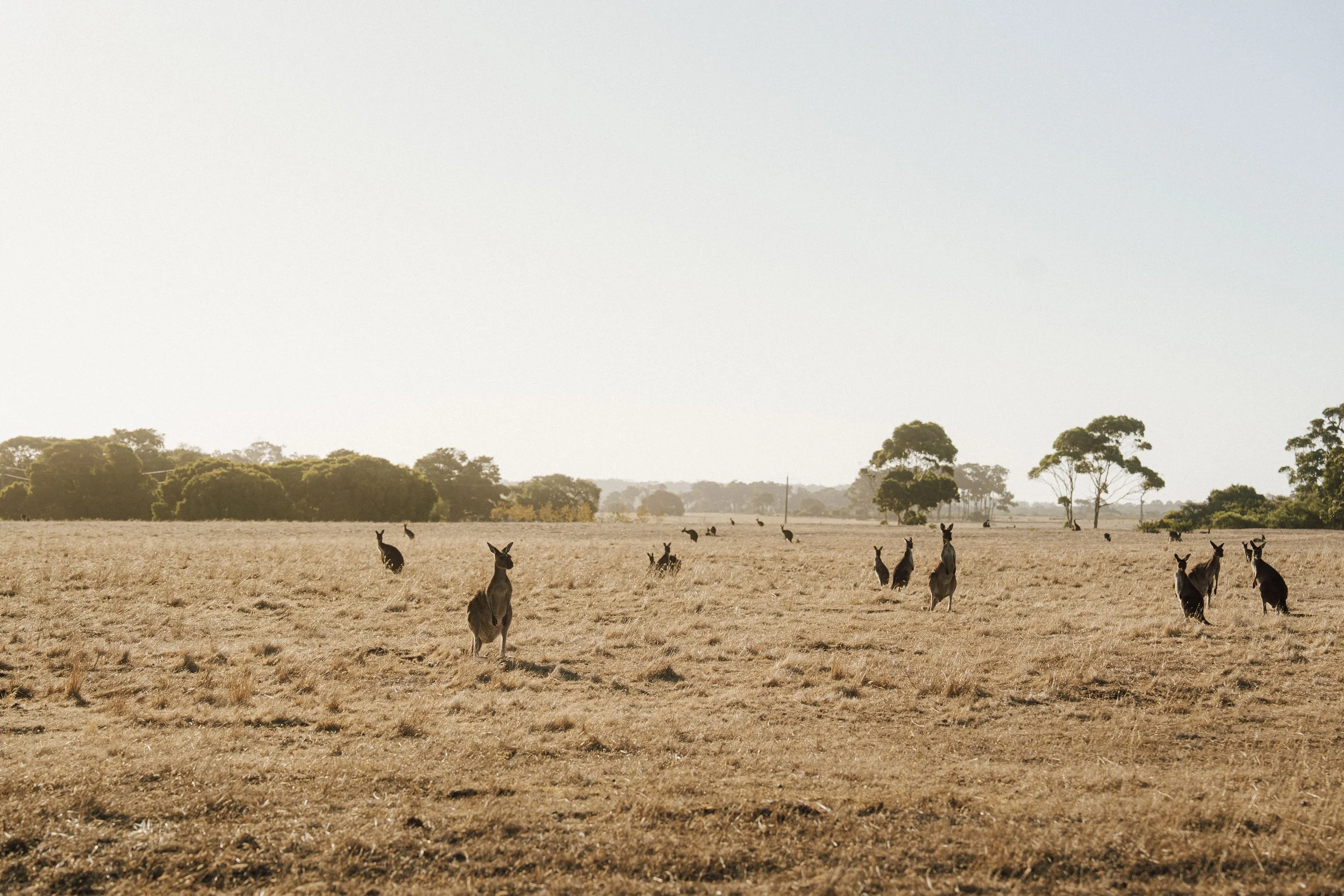Georgia + Lachie's Gallery-305.JPG