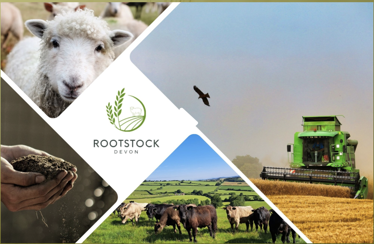 ROOTSTOCK