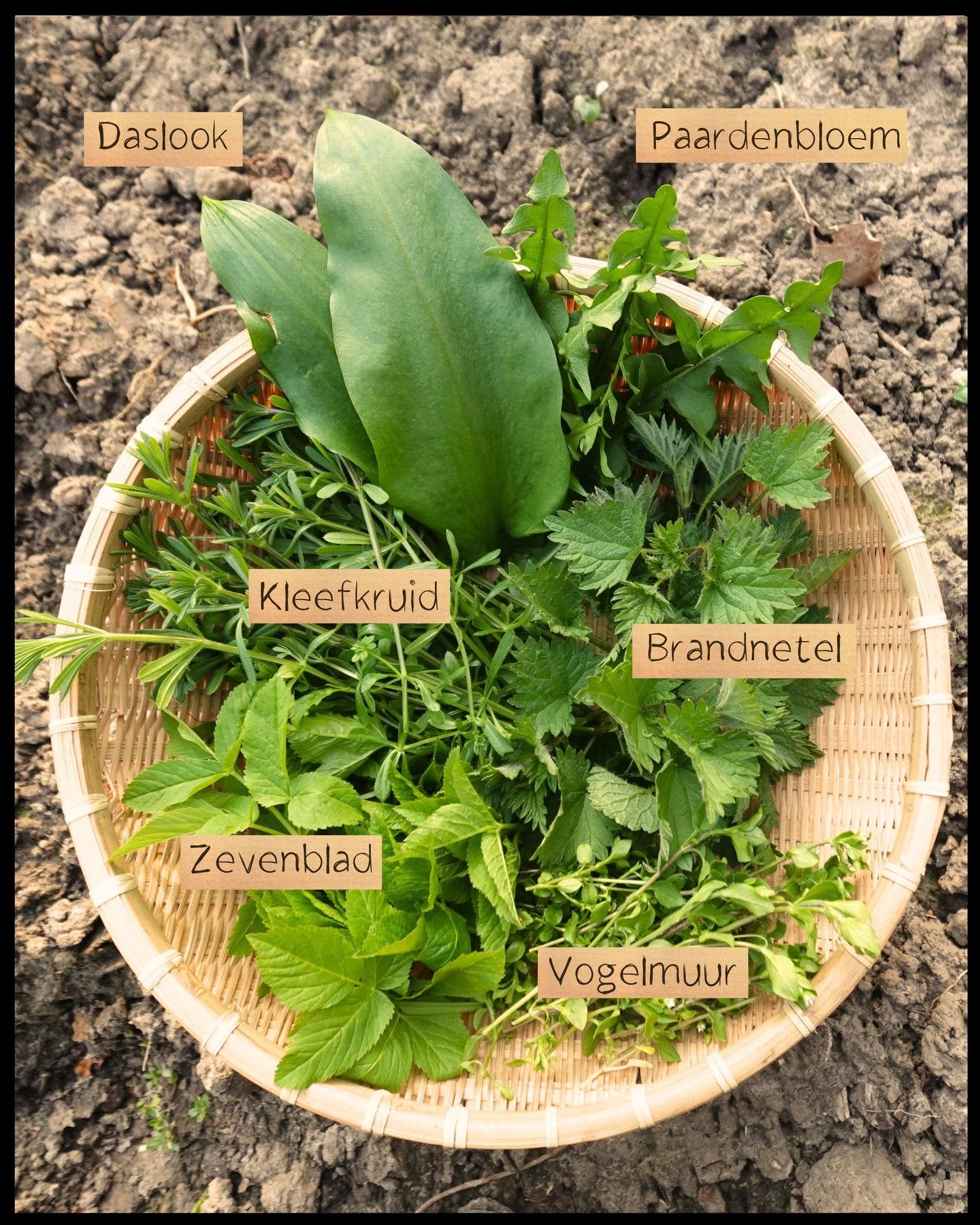 Wanneer het grootste deel van de groentetuin nog braak ligt, groeit er al een weelde aan wilde kruiden. 🌱

Daslook: ondersteunt spijsvertering en ontgifting
Paardenbloem: goed voor de lever
Brandnetel: bloedzuiverend
Vogelmuur: ondersteunt onze cell