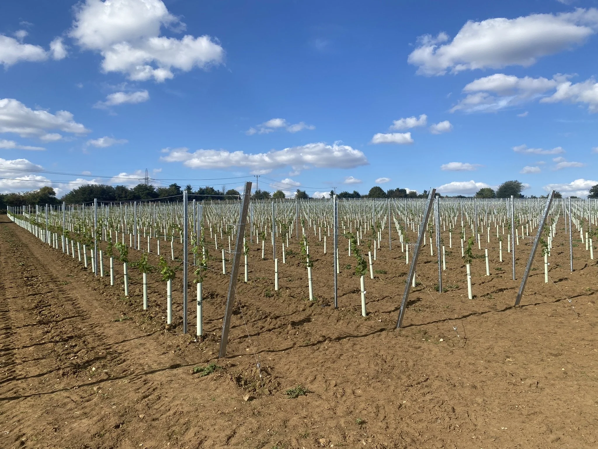 The Wyck Estate Vineyard (3).JPEG