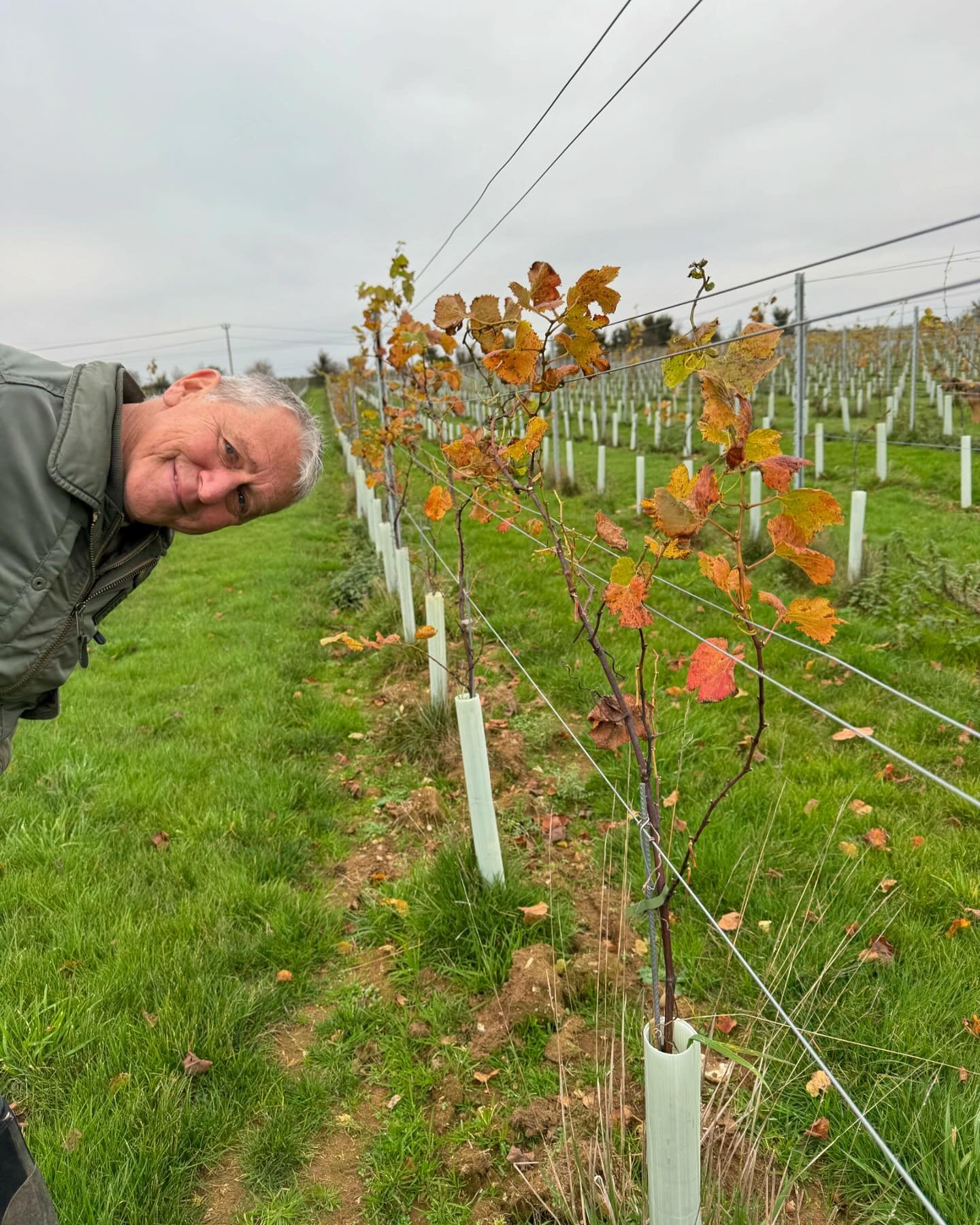 &hellip;and the leaves have gone&hellip;
Next step is winter pruning which will probably start after Christmas 😁