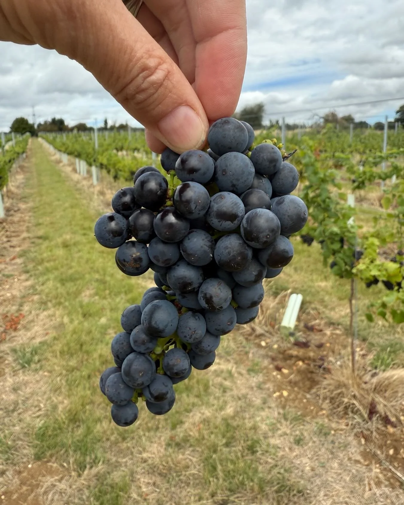 We&rsquo;ve been out counting! Some rows have 430 bunches, some 98&hellip; keep the sundances coming ☀️🍇☀️☀️🍇🍇🍇