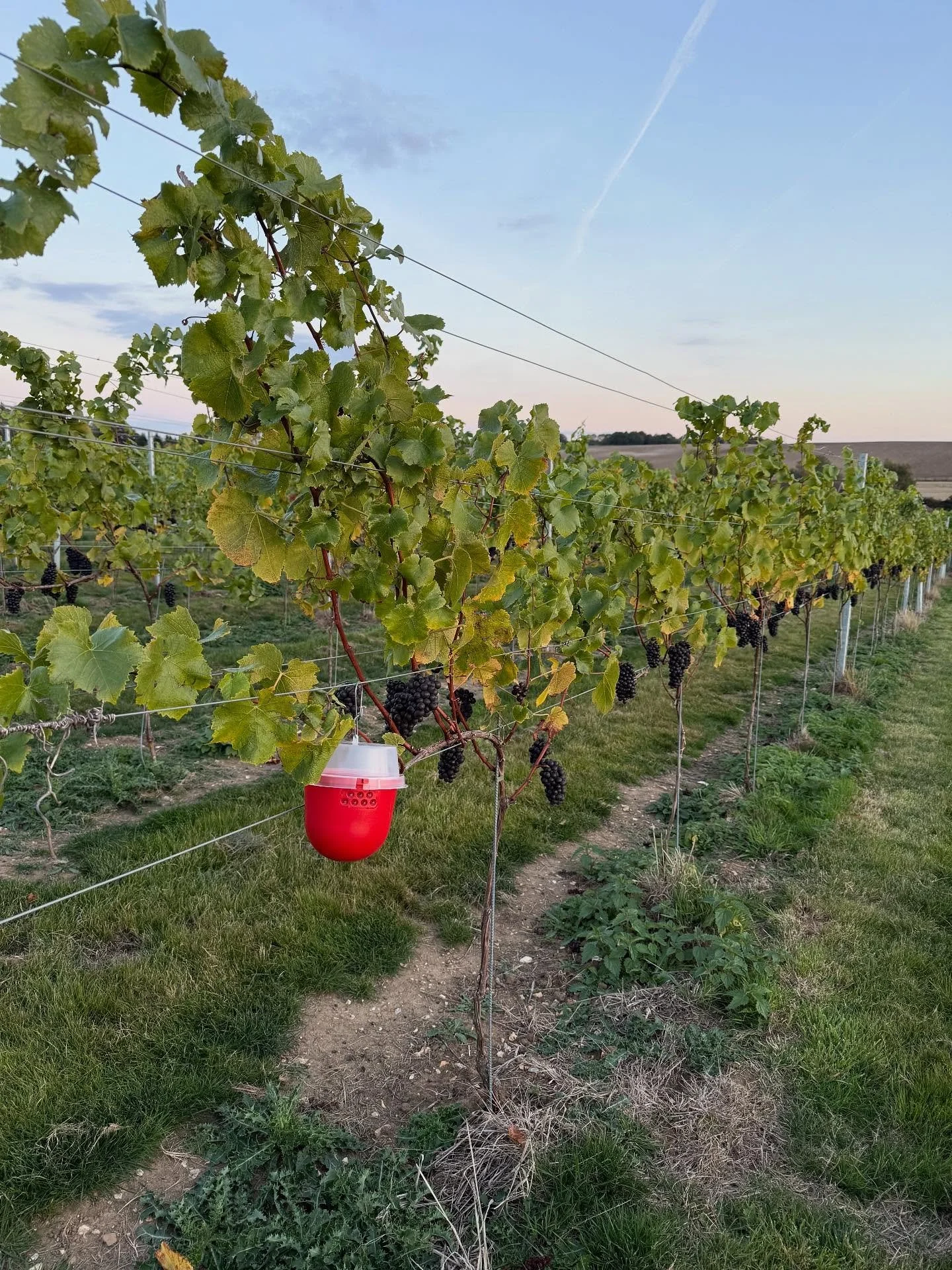 Tonight we&rsquo;ve dashed out and put Drosophila traps out&hellip; 🫣. Fingers crossed there aren&rsquo;t any as we&rsquo;d like to avoid spraying&hellip; or losing part of the harvest! Rumour has it the little blighters are heading this way&hellip;