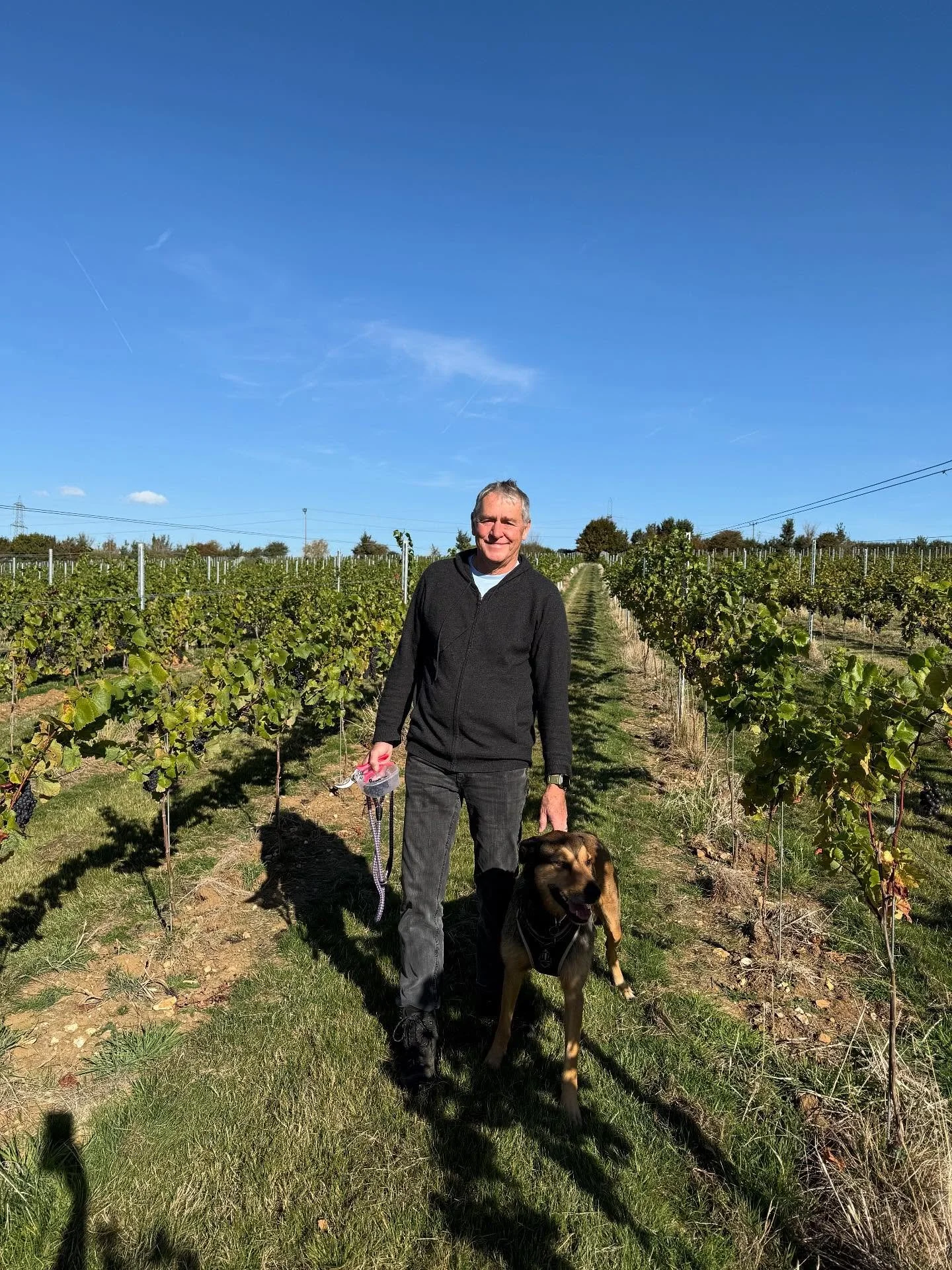 We have a date for the harvest! 18th October! So excited!! 🍇