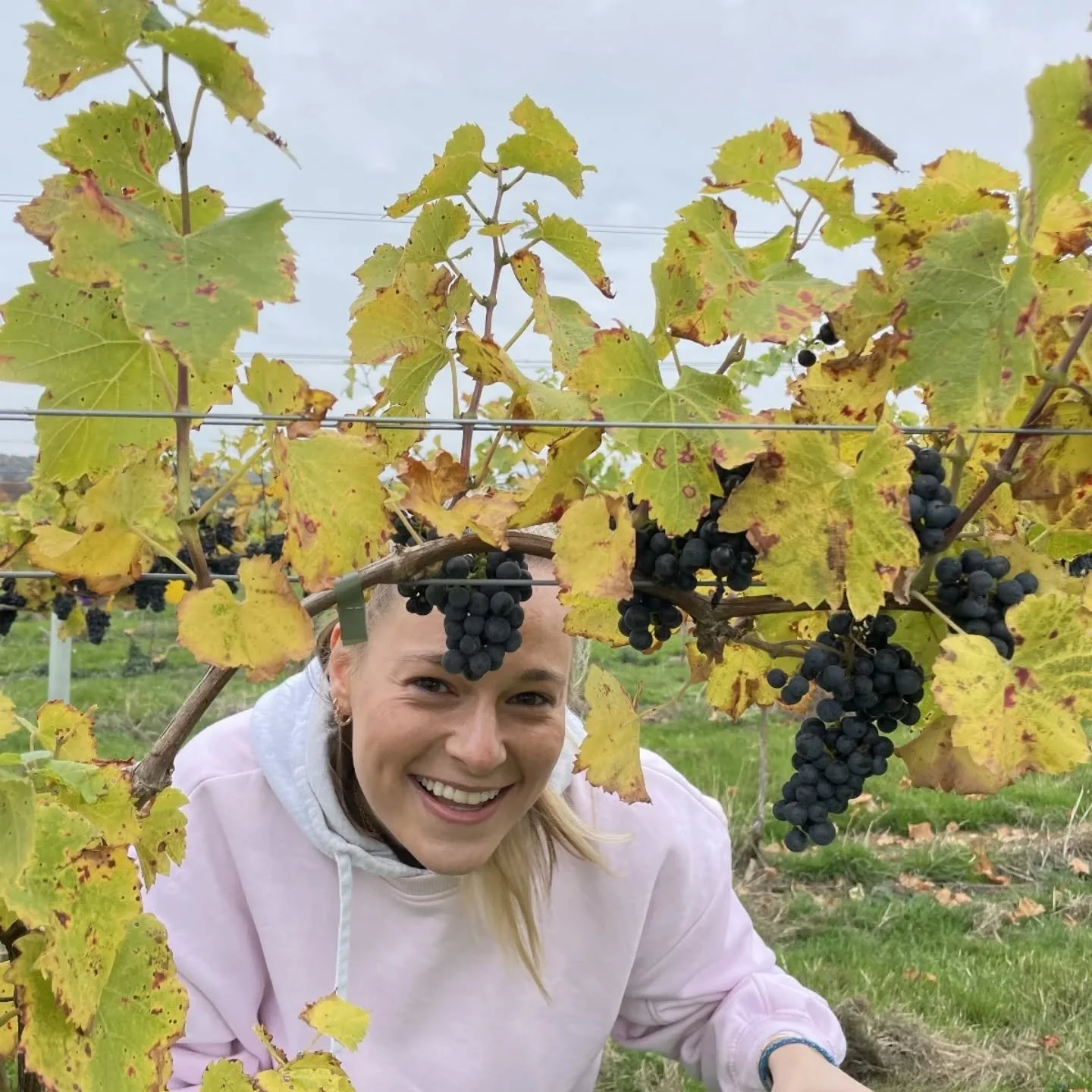 So.. the wine is apparently 13-13.5% (OMG!) We couldn't have done it without everyone who came out to help with the harvest! THANK YOU! You guys will be the first to try it! Can't wait 🍷🍷🍷