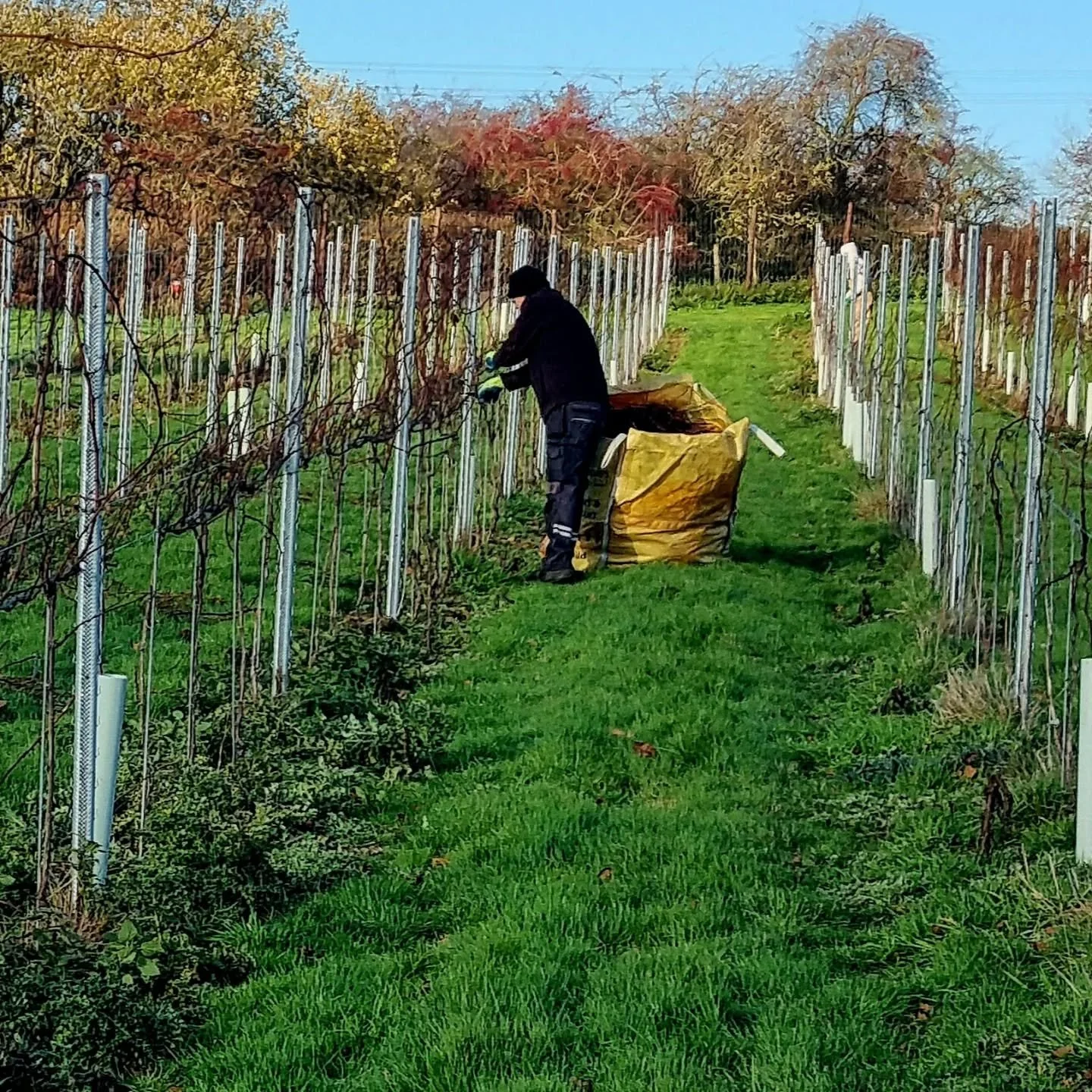 Winter pruning has begun at The Wyck, marking an important stage in the vineyard year. 

We&rsquo;re using double Guyot spur pruning, keeping the permanent cordons and cutting back last year&rsquo;s shoots to well-spaced spurs. These will produce the