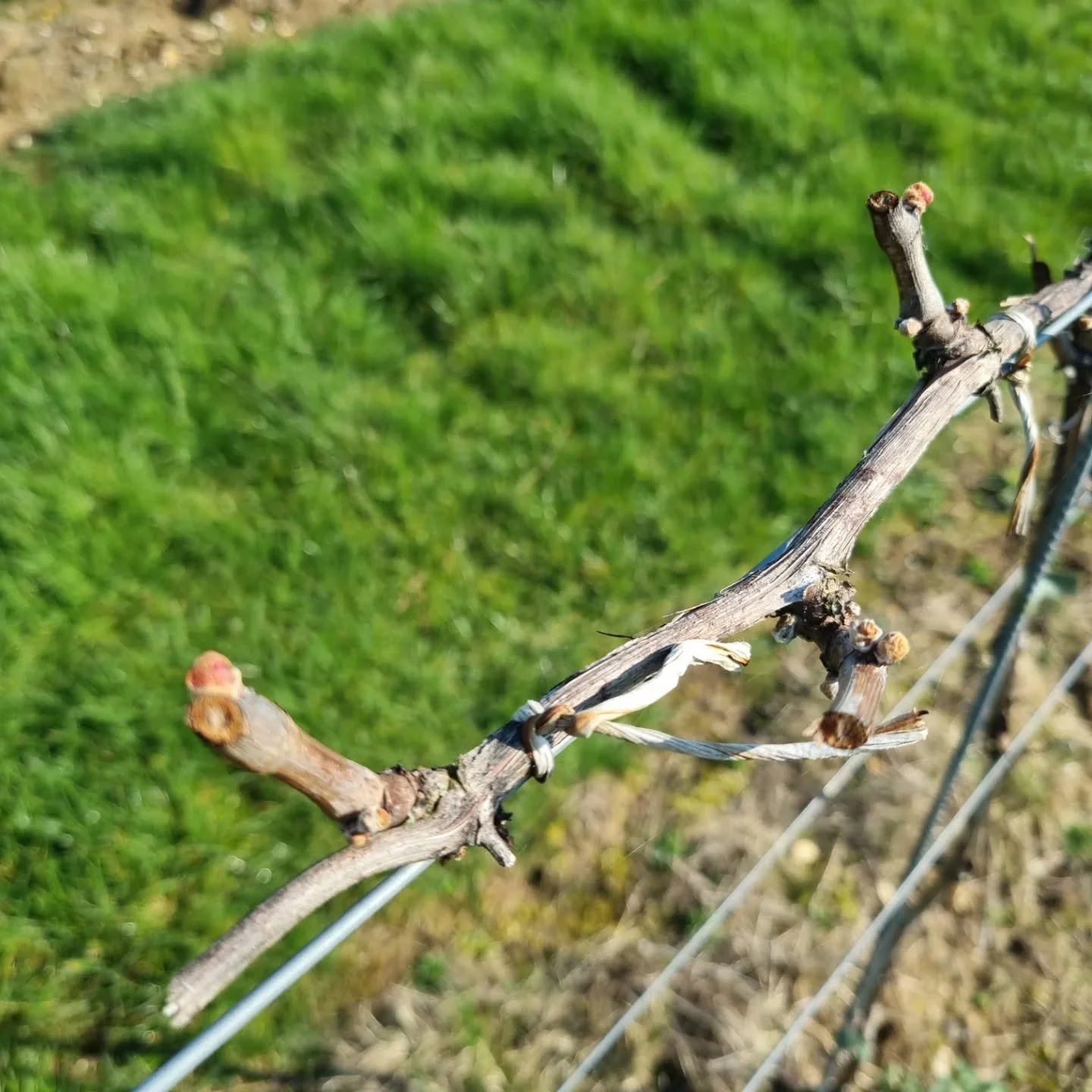 🌱 Spring is stirring at The Wyck Estate&hellip;

We&rsquo;re right on the edge of one of the most exciting moments in the vineyard year &mdash; bud burst.

After months of dormancy, the vines are waking up. Buds are swelling, splitting, and just beg