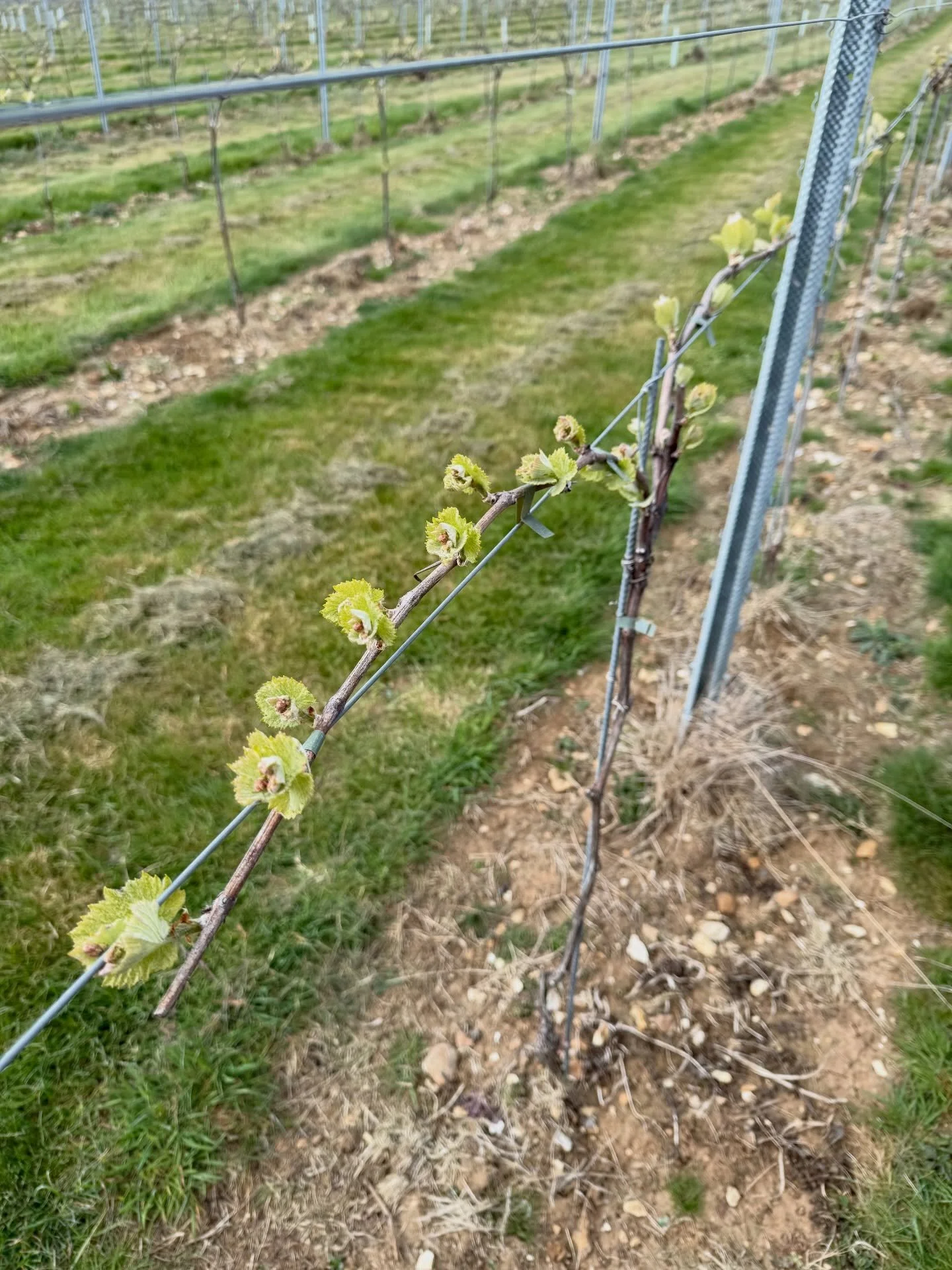 What a difference a week makes. 3 frosts with warm days&hellip;the vines just keeled over. Many thanks to everyone who came and helped us this morning&hellip; still hoping for some grapes this year 🍇🤞🏻