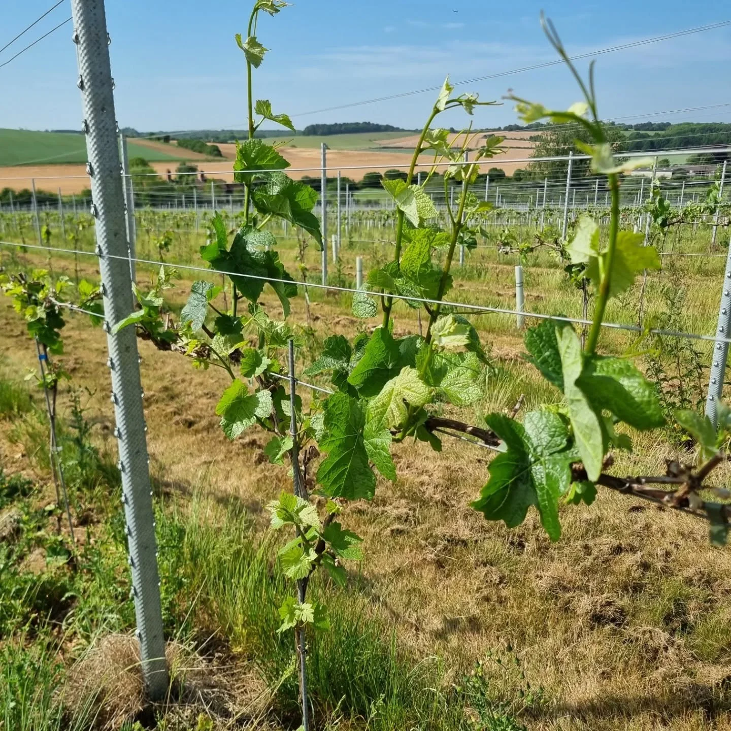 We&rsquo;ll admit it &hellip;after the frost, our forecast for the vineyard was not exactly upbeat.

Fortunately, the vines appear to have paid little attention to our opinions.

Not every plant looks as good as the ones in these photos, but there&rs