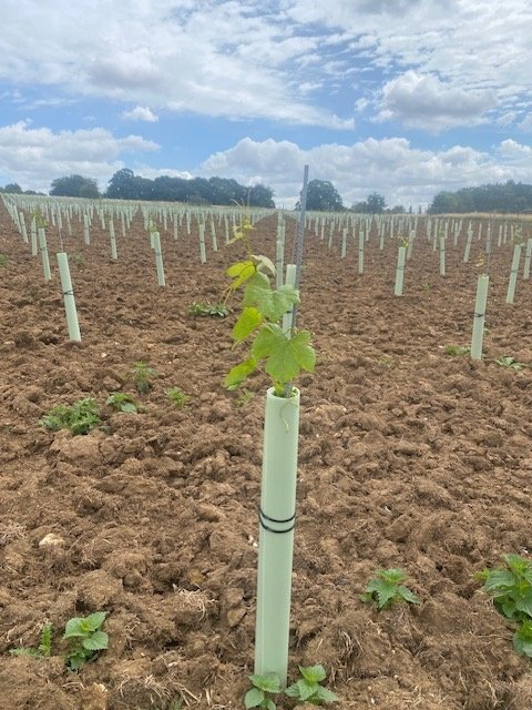 The Wyck Estate Vineyard image029.jpg