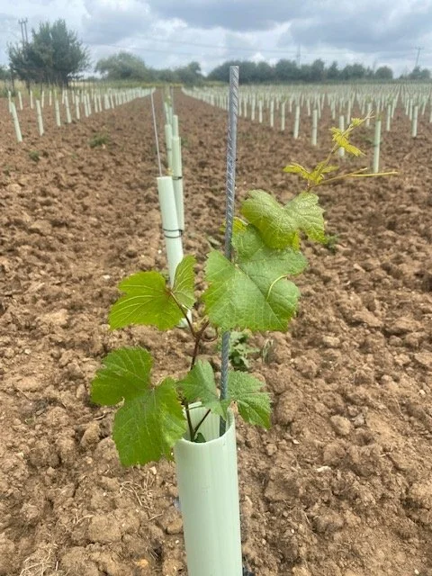 The Wyck Estate Vineyard image021.jpg