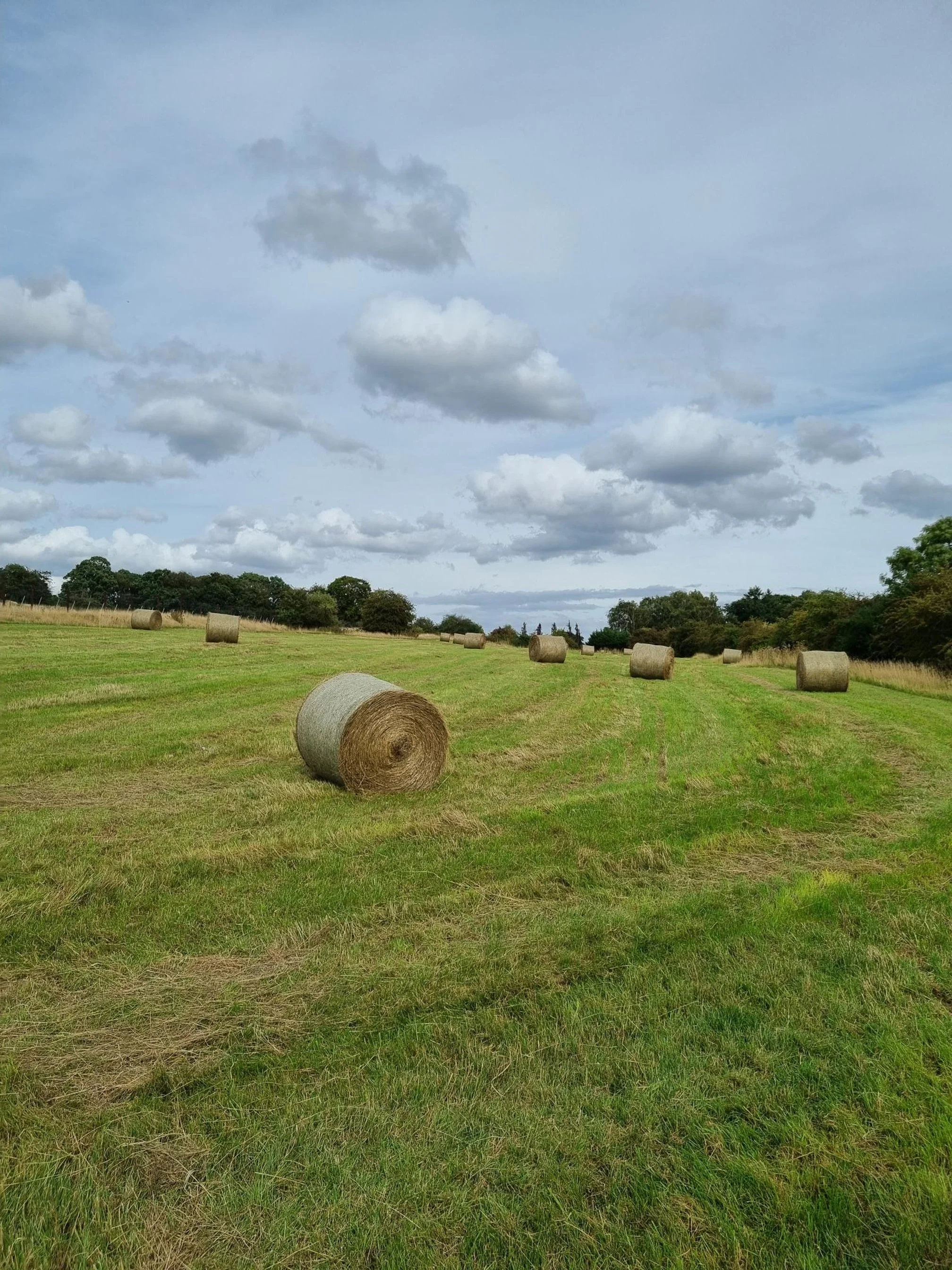 The Wyck Estate Vineyard Hay.jpg