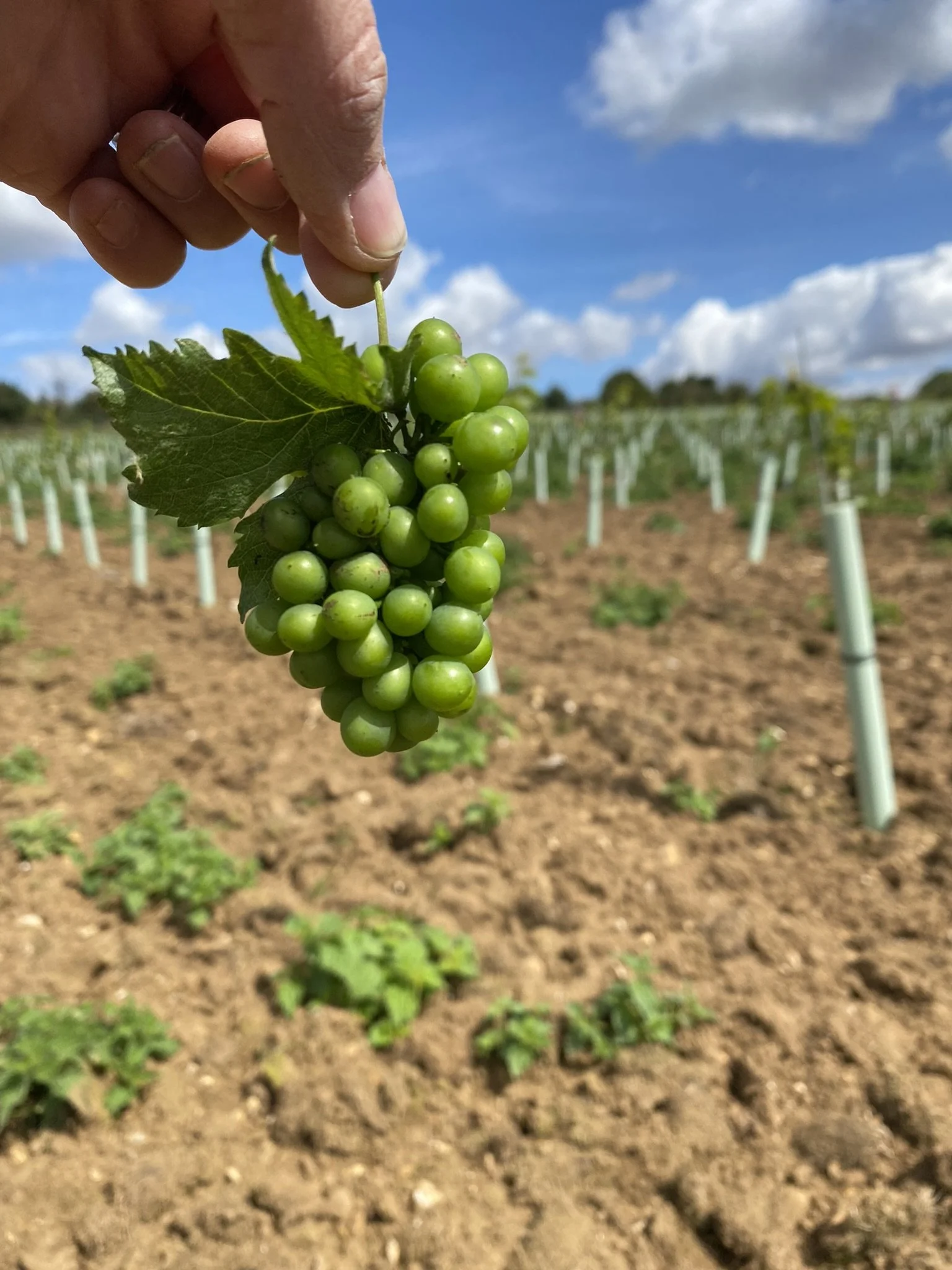 The Wyck Estate Vineyard grapes.JPEG